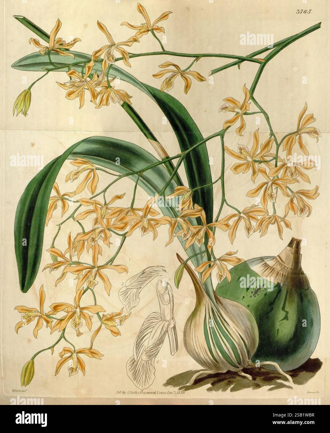 Curtis's Botanical Magazine, Londres, New York, botanique, périodiques, œuvres picturales, Curtis, cette œuvre d'art présente un arrangement captivant d'orchidées jaunes délicates, mettant en valeur leurs structures de pétales complexes et leurs tiges allongées. Sous les fleurs, un fruit vert partiellement pelé se trouve à côté d’un oignon, soulignant l’harmonie entre la flore et les éléments culinaires. La composition met en valeur les courbes gracieuses des pétales d'orchidées et les textures douces du fruit et de l'oignon, attirant l'attention sur la beauté de la générosité de la nature. Chaque élément est représenté avec des détails méticuleux, cele Banque D'Images
