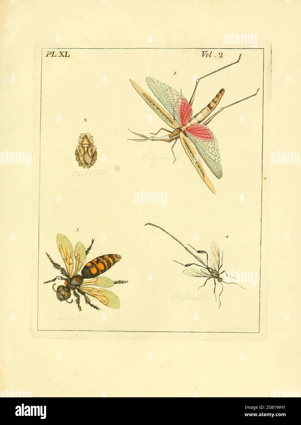 Illustrations, de, naturel, histoire, Londres, imprimé, pour, auteur et, vendu, par, b, Blanc, 1770-82, insectes, éblouissant, diversité, l'illustration présente une étude détaillée de divers insectes, présentée dans un plan structuré. Dans la section supérieure, deux spécimens distincts sont représentés : l'un est une grande sauterelle aux couleurs vives avec des motifs d'ailes complexes, tandis que l'autre présente une représentation stylisée d'un coléoptère. La moitié inférieure comprend deux insectes supplémentaires : une abeille avec des rayures audacieuses, soulignant ses caractéristiques, et une mouche mince, soulignant sa forme délicate. Chaque i Banque D'Images