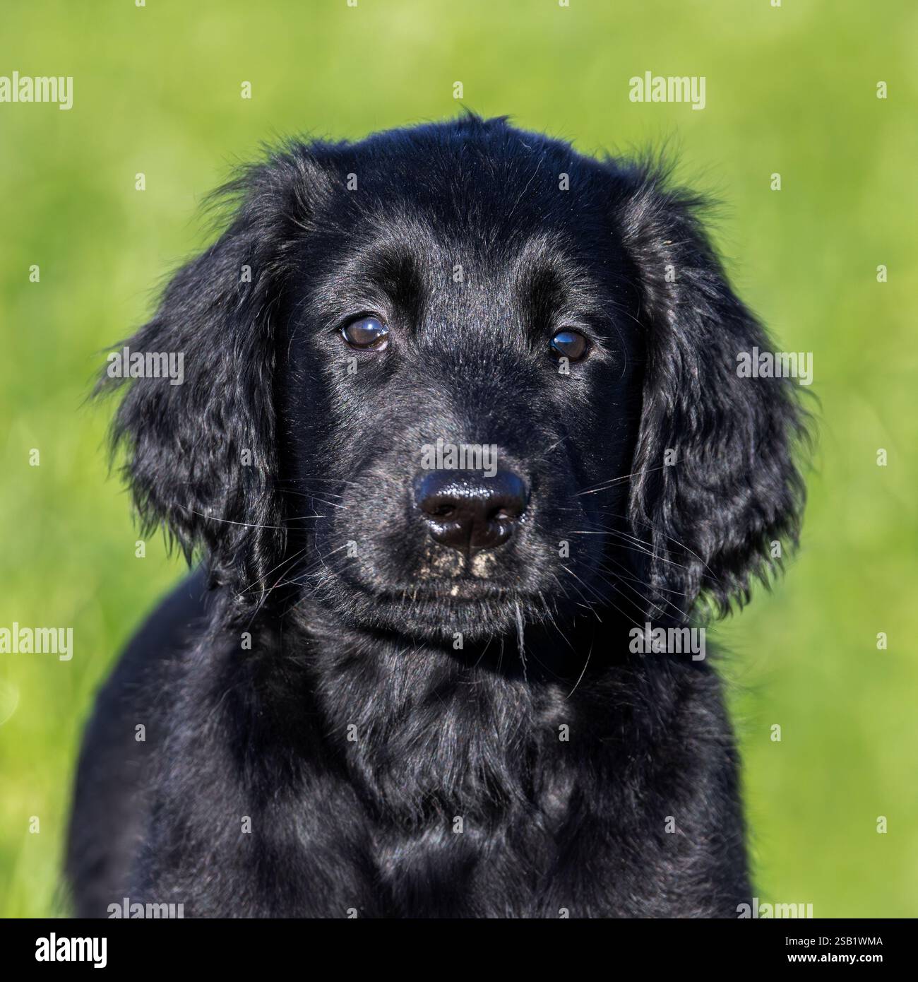 Retriever noir à revêtement plat, chiot mignon de 9 semaines debout dans le champ, chien de chasse / chien de tireur originaire d'Angleterre Banque D'Images
