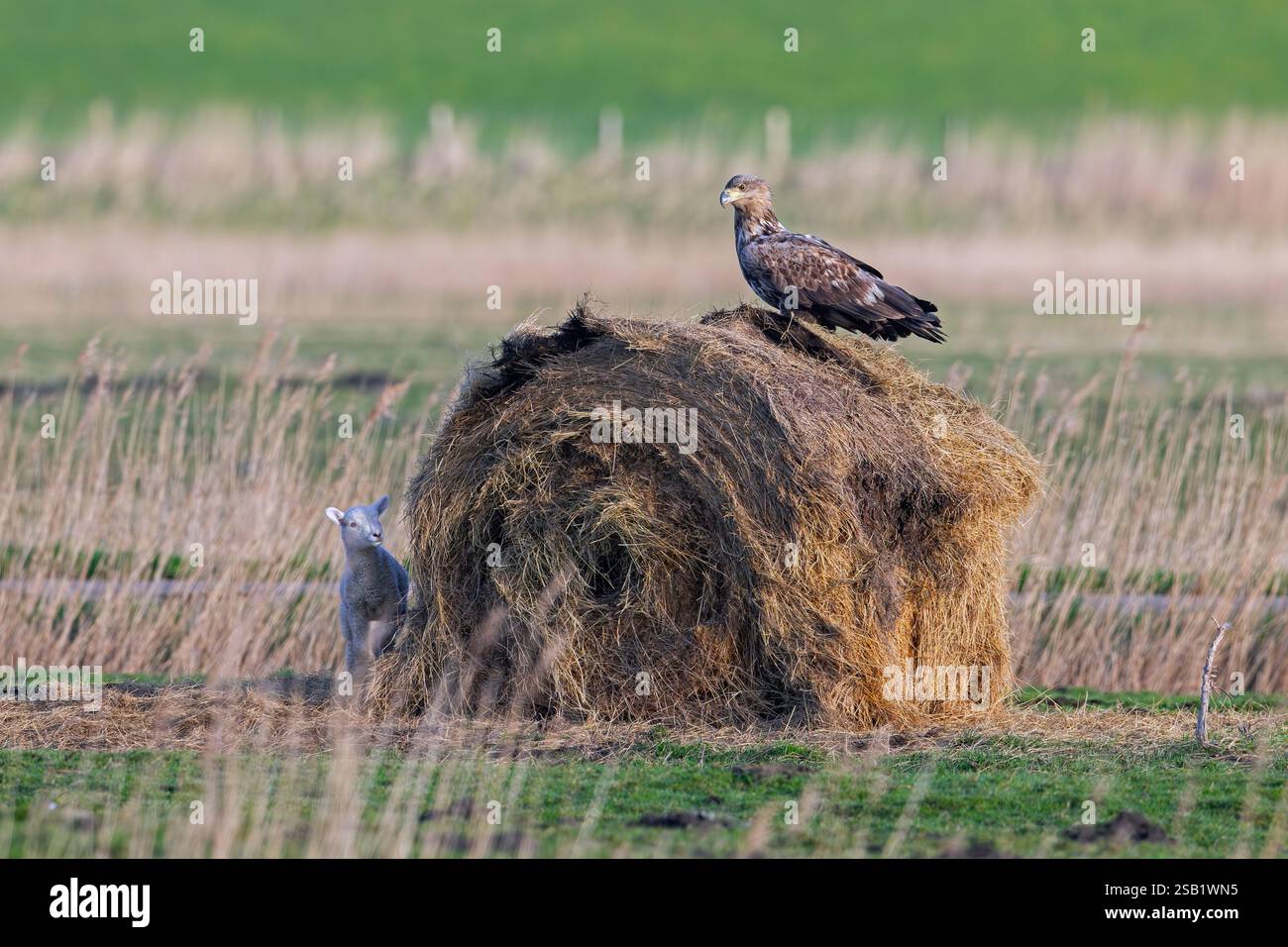 Agneau se cachant derrière une balle de foin ronde de chasse à l'aigle juvénile à queue blanche / aigle de mer eurasien / erne (Haliaeetus albicilla) dans la prairie au printemps Banque D'Images