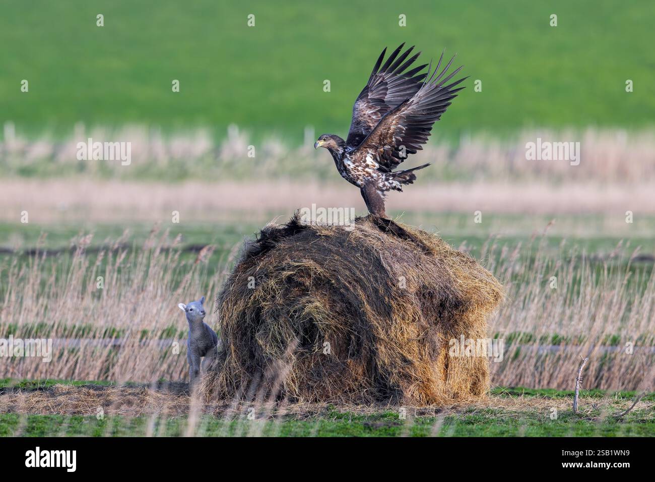 Agneau se cachant derrière une balle de foin ronde de chasse à l'aigle juvénile à queue blanche / aigle de mer eurasien / erne (Haliaeetus albicilla) dans la prairie au printemps Banque D'Images