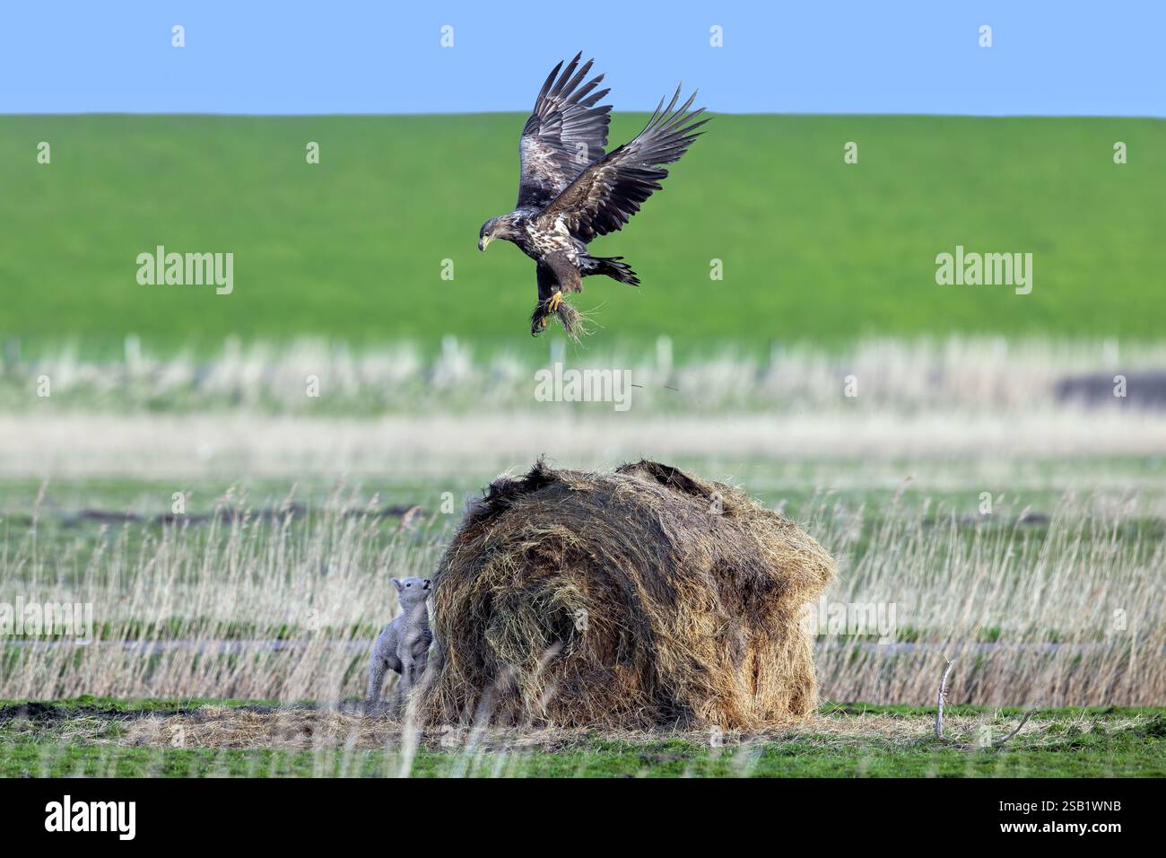 Agneau se cachant derrière une balle de foin ronde de chasse à l'aigle juvénile à queue blanche / aigle de mer eurasien / erne (Haliaeetus albicilla) dans la prairie au printemps Banque D'Images