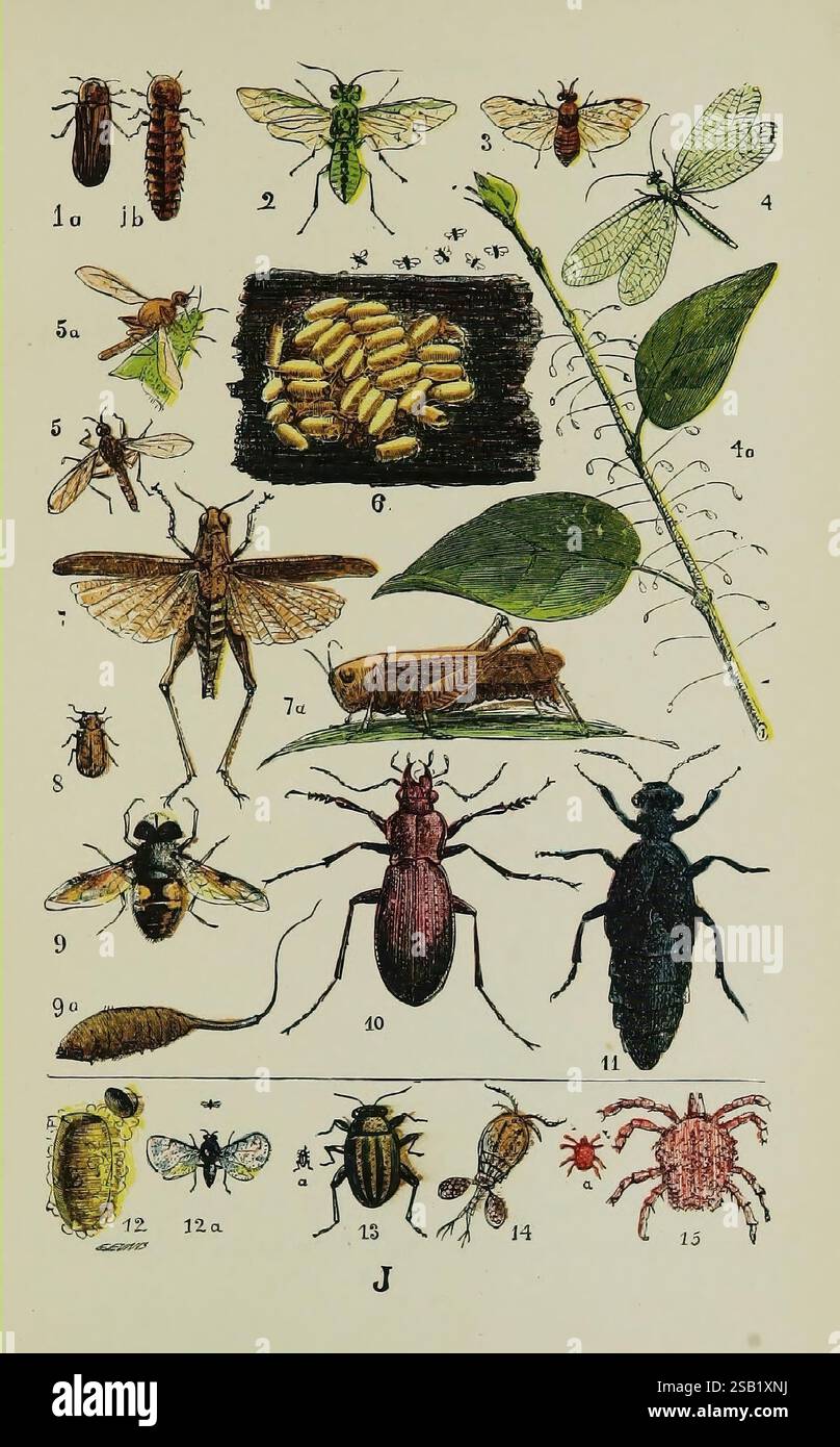 Les objets communs du pays, Londres, George Routledge and sons, 1894, zoologie, cette illustration met en valeur un éventail diversifié d'insectes et d'arachnides, chacun méticuleusement détaillé et étiqueté. La section supérieure présente diverses espèces de mouches et une libellule, accompagnées d'un amas d'œufs d'insectes sur une feuille. Au milieu, une grande sauterelle est bien en vue, à côté d'une représentation détaillée d'une cigale. La partie inférieure comprend plusieurs coléoptères, une abeille et une araignée, soulignant les caractéristiques complexes de chaque créature. Cette représentation éducative offre un aperçu de la riche va Banque D'Images