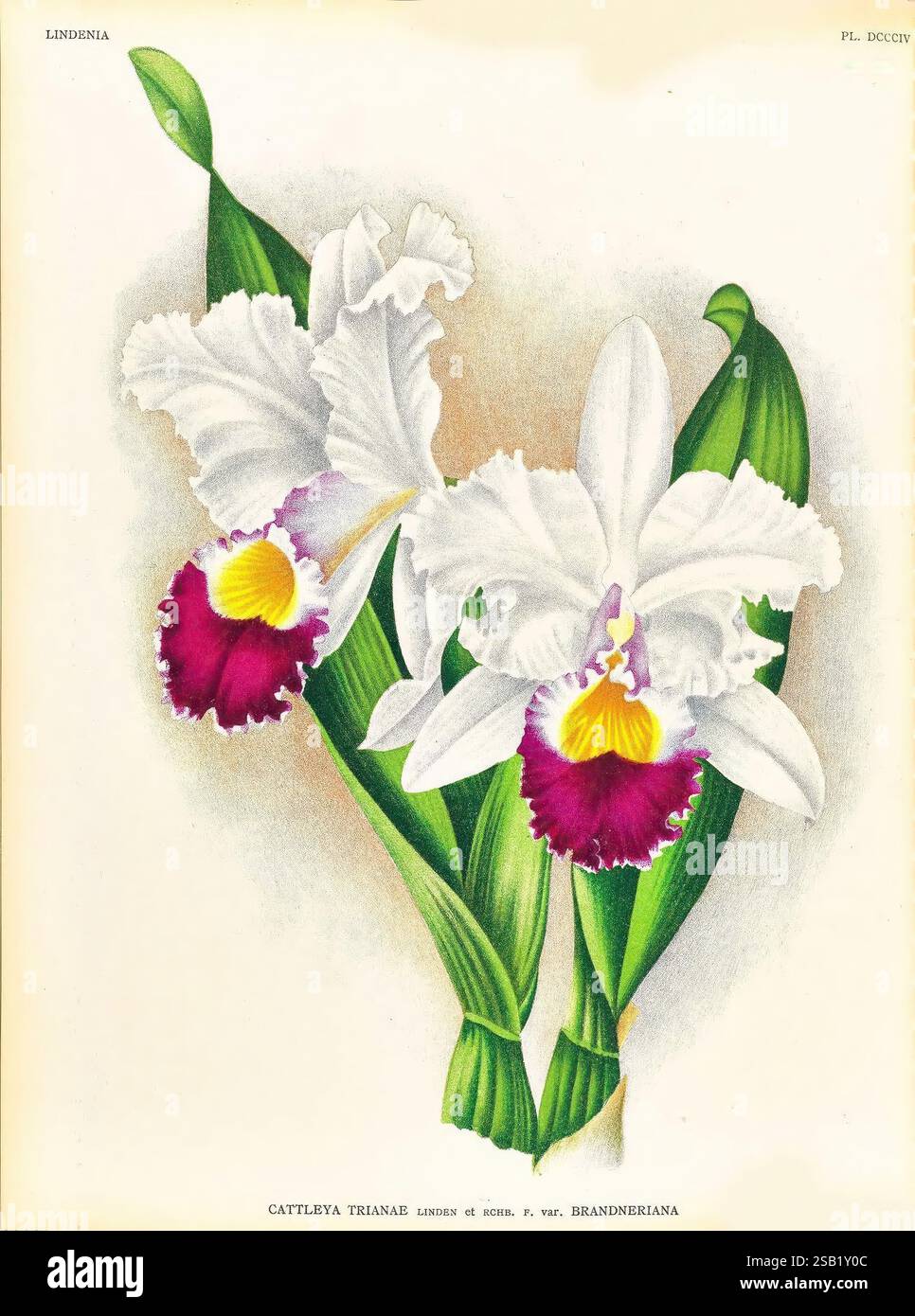 Lindenia, Gand [Belgique], Impr. F. Meyer-van Loo, 1885-1906, classification, guides, nomenclature, nomenclature populaire, Orchidaceae, orchidées, œuvres picturales, terminologie, Une représentation botanique magnifiquement illustrée de l'orchidée Cattleya trianae, mettant en valeur ses fleurs frappantes. Les fleurs présentent un extérieur blanc délicat et crémeux avec des accents lavande vibrants et jaunes au centre. Entourant les fleurs sont luxuriantes, des feuilles vertes qui rehaussent l'élégance de la composition. Cette illustration capture les détails complexes des pétales et la formation gracieuse de Banque D'Images