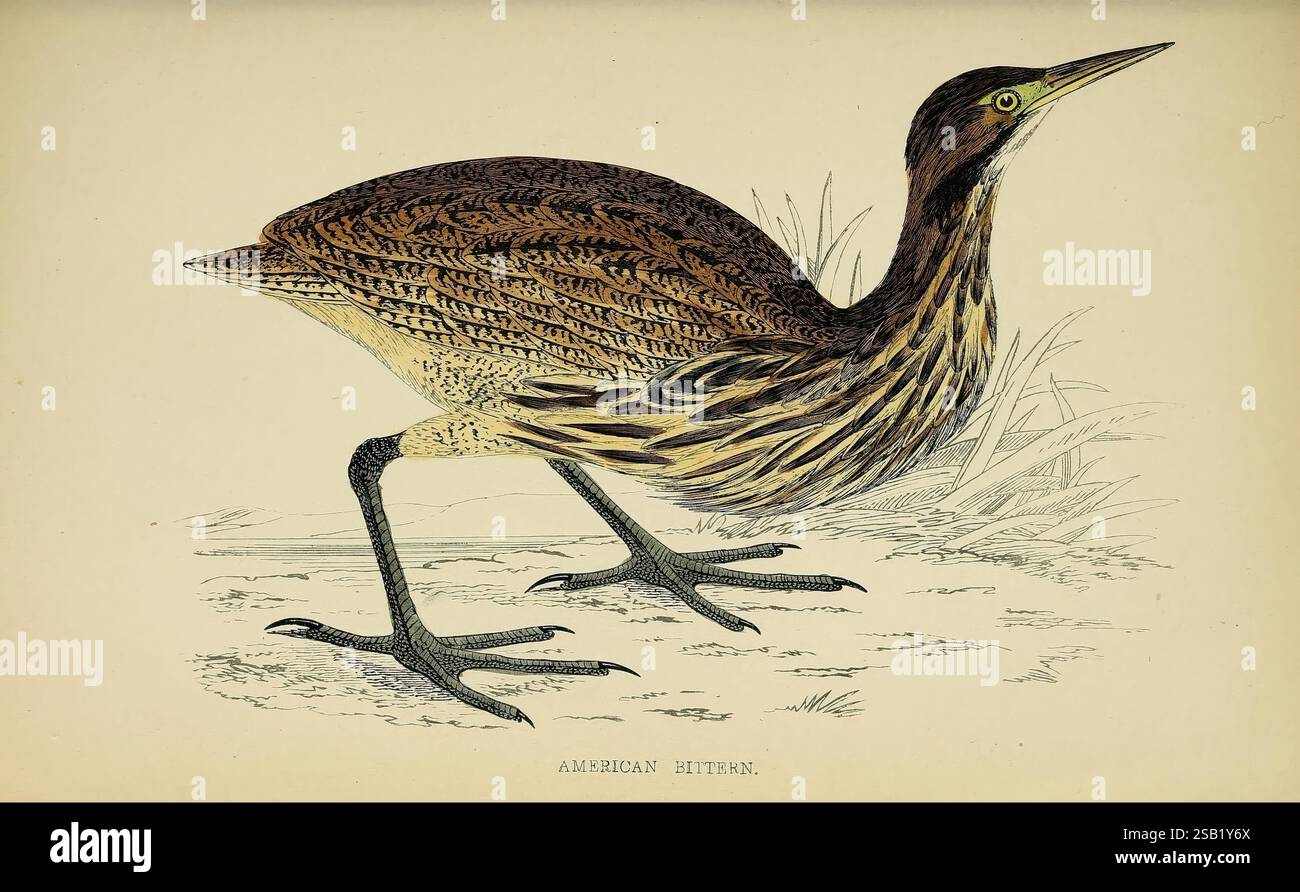 Une histoire des oiseaux britanniques.1863-1866?, oiseaux, Grande-Bretagne, oiseau, Une représentation frappante d'une amère américaine, mettant en valeur son cou allongé et ses motifs de plumes distinctifs. L'oiseau est représenté dans une pose dynamique, mettant l'accent sur son bec pointu et sa structure unique du pied. Autour de lui se trouvent de subtiles notes de son habitat naturel, suggérant un environnement marécageux ou humide où cet oiseau insaisissable se trouve généralement. Les détails complexes mettent en évidence l'iridescence de son plumage, capturant l'essence de cette espèce fascinante. Banque D'Images