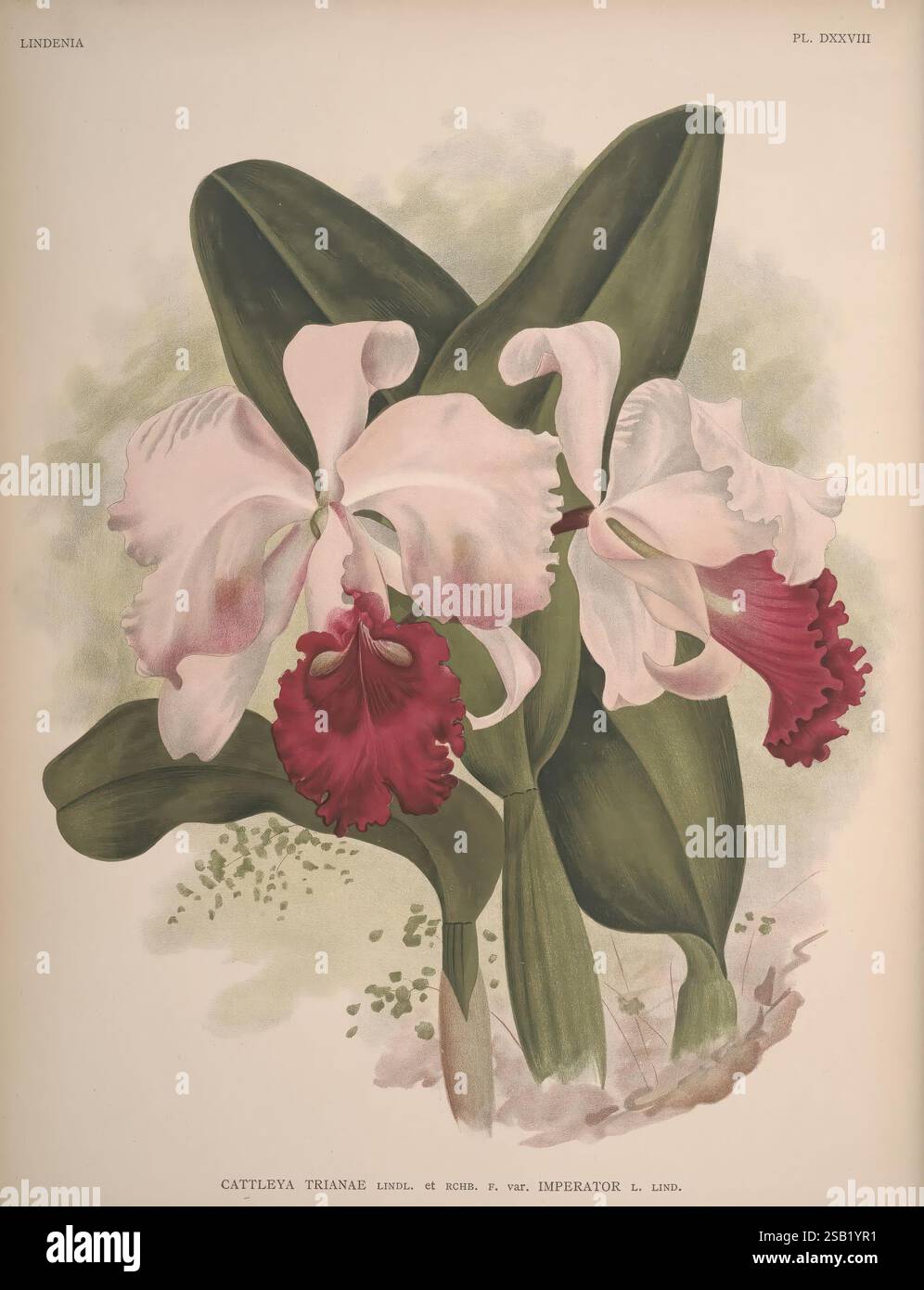Lindenia, Bruxelles, L. Linden, 1891-[1897?], Orchidaceae, périodiques, œuvres picturales, Une superbe illustration botanique mettant en vedette l'orchidée Cattleya trianae, mettant en valeur ses fleurs saisissantes. Les grandes fleurs présentent de délicats pétales blancs avec une lèvre riche et pourpre, entourées de feuilles vert foncé brillantes. Cette représentation exquise met en valeur les détails complexes et les couleurs vibrantes de l'orchidée, soulignant sa beauté naturelle et son élégance. La composition capture l'essence de cette espèce, ce qui en fait un sujet cher aux amateurs de fleurs et aux amateurs d'art. Banque D'Images