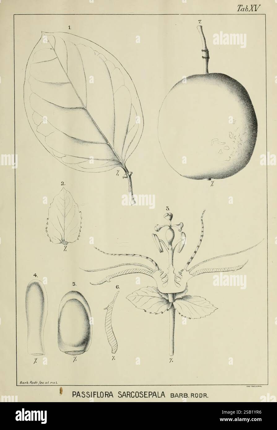 Le jardin botanique de Rio de Janeiro, Rio de Janeiro, L'Etoile du Sud, 1901-1907, Brazil, Passiflora, Botany, Sarcosepala, Passiflora sarcosepala, Une illustration botanique détaillée mettant en valeur l'espèce Passiflora sarcosepala. L'image comprend divers éléments : 1. Une grande feuille stylisée présentant sa structure veineuse distincte. 2. Un fruit de forme ovale, représentatif de la partie reproductrice de la plante, avec une tige visible. 3. Un groupe de composants floraux, y compris le calice du fruit et les tendres caractéristiques, qui mettent en évidence la morphologie complexe de la fleur. 4. INDIV Banque D'Images