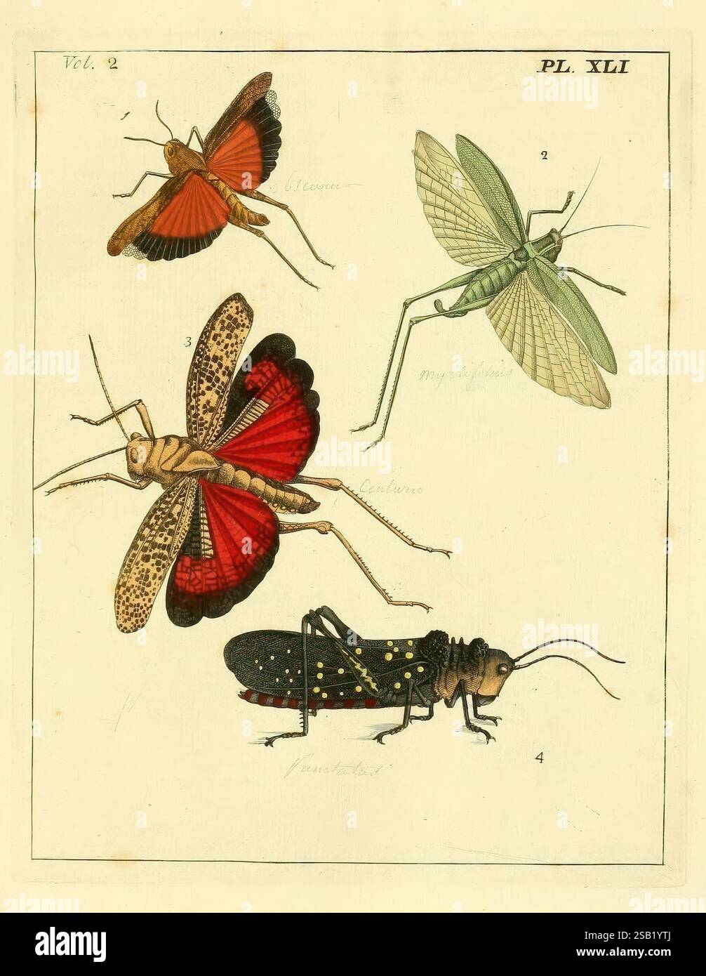Illustrations d'histoire naturelle. Londres, imprimée pour l'auteur et vendue par B. White, 1770-82, insectes, diversité éblouissante, l'illustration présente une variété d'insectes, chacun méticuleusement détaillé et étiqueté. Dans le coin supérieur gauche, un papillon aux ailes rouges et oranges frappantes est représenté, mettant en valeur un motif unique qui met en valeur sa structure délicate. À droite, une sauterelle verte mince est montrée, avec son corps allongé et ses longues antennes soulignant sa capacité à se fondre dans les environnements herbeux. Sous le papillon, une grande sauterelle est illustrée avec des ailes rouges vives et moi Banque D'Images
