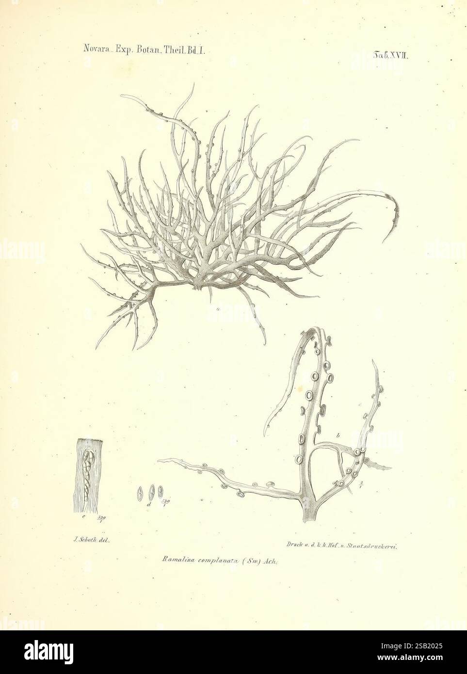 Reise der österreichischen Fregatte Novara, Wien, Kaiserlich-Königlich, 1861-75., l'illustration présente une étude botanique détaillée mettant en vedette divers spécimens d'une espèce végétale. Il comprend des structures allongées, aux ramifications complexes qui présentent un réseau de tiges minces et délicates. Dans la section inférieure, une vue rapprochée révèle les caractéristiques d'une tige plus petite, mettant en évidence ses textures et ses formes uniques. Plusieurs nœuds arrondis ou baies sont représentés le long des branches, soulignant les éléments reproducteurs de la plante. Des annotations supplémentaires fournissent des références scientifiques, contribuant à un und Banque D'Images