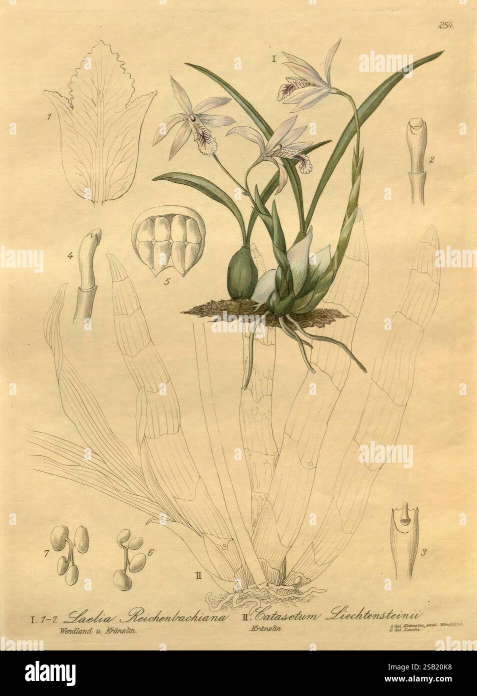 Xenia orchidacea, Leipzig, F.A. Brockhaus, 1858-1900., l'illustration montre les caractéristiques délicates des orchidées *Lelia Reichenbachiana* et *Catasetum Sieberthienii*. Au centre de la composition se trouvent deux plantes à fleurs, représentées avec des feuilles allongées et des structures florales complexes. Autour des plantes principales, plusieurs croquis détaillés mettent en évidence diverses parties des orchidées, y compris les bourgeons, les racines et un gros plan de l'anatomie de la fleur. Chaque élément est méticuleusement étiqueté, fournissant un aperçu des caractéristiques botaniques de ces espèces. L'esthétique globale souligne l'elegan Banque D'Images