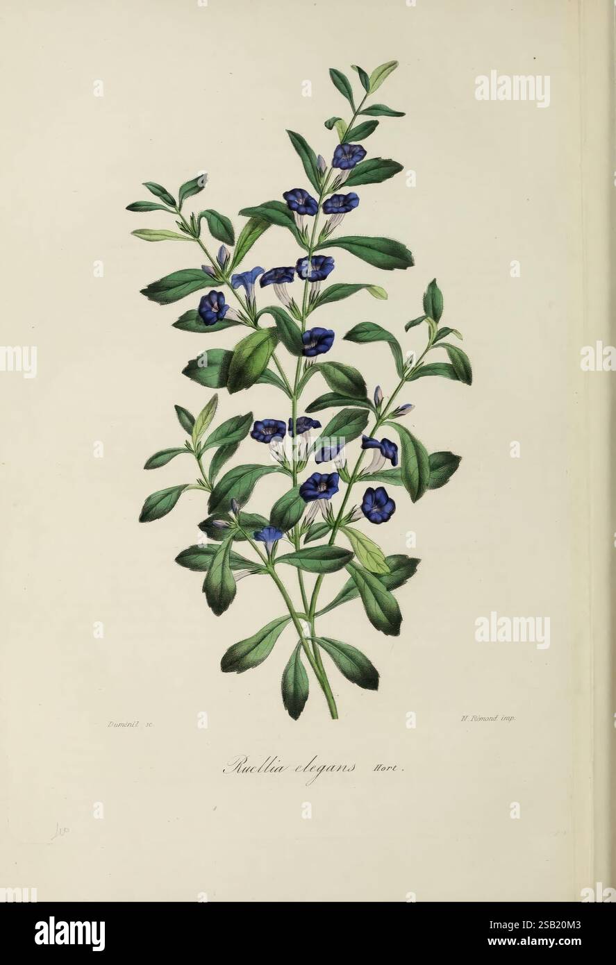 Herbier General de l'amateur, Paris, l'illustration présente une étude botanique de la plante *Rocella elegans*, mettant en valeur ses fleurs bleues délicates et vibrantes nichées au milieu de feuilles vertes luxuriantes. Les fleurs sont représentées avec des détails complexes, soulignant leur forme et leur couleur distinctives. Les feuilles sont rendues dans différentes nuances de vert, démontrant leur texture et leur vitalité. Sous l’illustration, le nom de la plante est élégamment inscrit, ajoutant une touche informative à cette représentation détaillée de la beauté de la nature. Banque D'Images