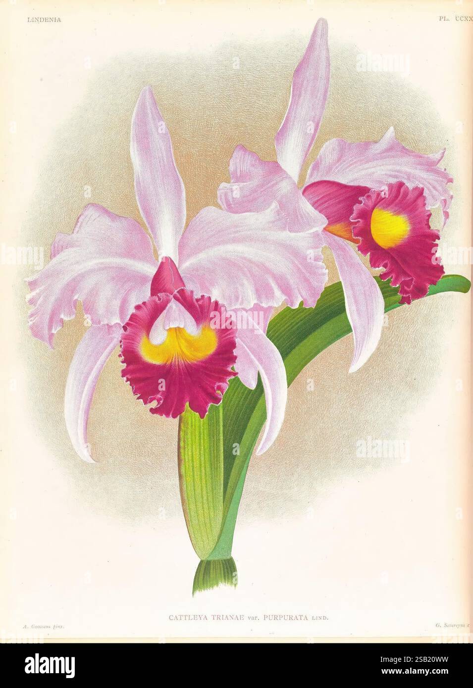 Lindenia, Gand [Belgique], Impr. F. Meyer-van Loo, 1885-1906. Classification, guides, identification, nomenclature, nomenclature, populaire, Orchidaceae, orchidées, œuvres illustrées, terminologie, cette illustration présente le Cattleya trianae var. purpurata, une orchidée étonnante connue pour ses pétales vibrants et sa structure complexe. Les fleurs sont caractérisées par de grandes fleurs voyantes avec des pétales extérieurs roses délicats complétés par de riches marques marron profondes au centre. La gorge jaune distincte ajoute un contraste saisissant, améliorant l'élégance globale de la fleur. Les feuilles vertes luxuriantes fournissent un Banque D'Images