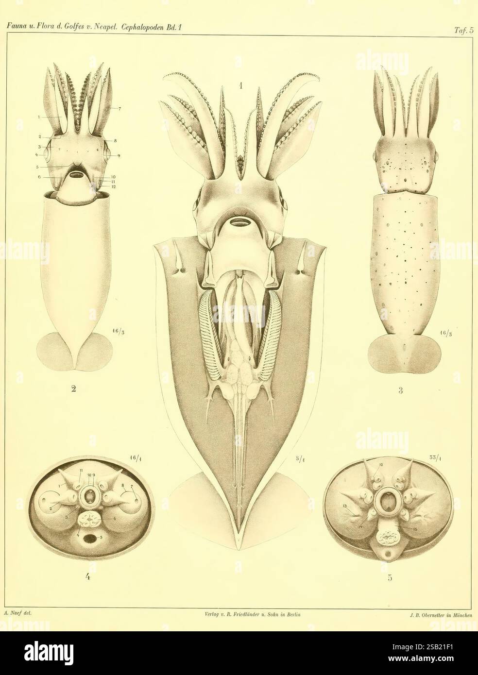 Die Cephalopoden, I. Teil, Berlin, R. Friedländer & Sohn, 1921-1928 mollusques, Cephalopoda, Naples, Baie d'Italie, L'illustration présente diverses représentations anatomiques des céphalopodes, mettant spécifiquement en évidence leurs structures corporelles distinctes. La figure centrale présente la forme primaire d'un céphalopode, avec des annotations détaillées indiquant diverses parties telles que les tentacules, le siphon et la forme du corps. Autour de cette représentation centrale se trouvent des vues supplémentaires, y compris un profil latéral et une perspective ventrale, fournissant un aperçu de l'anatomie de l'organisme. Chaque section étiquetée souligne diffère Banque D'Images