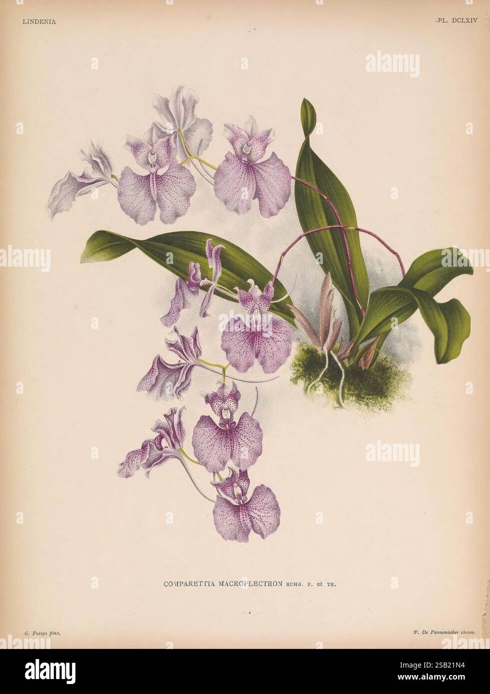 Lindenia Gand [Belgique], Impr. F. Meyer-van Loo, 1885-1906, classification, guides, nomenclature, nomenclature populaire, Orchidaceae, orchidées, œuvres picturales, terminologie, fleurs, tiges, feuilles, Une illustration botanique magnifiquement rendue mettant en valeur les détails délicats de l'orchidée Compariethia macroplectron. L'œuvre met en valeur les motifs complexes et les couleurs des pétales de l'orchidée, qui présentent des nuances douces de violet avec des notes de blanc. La composition présente également des feuilles vertes luxuriantes qui offrent un contraste vibrant aux fleurs, améliorant l'esthétisme général Banque D'Images