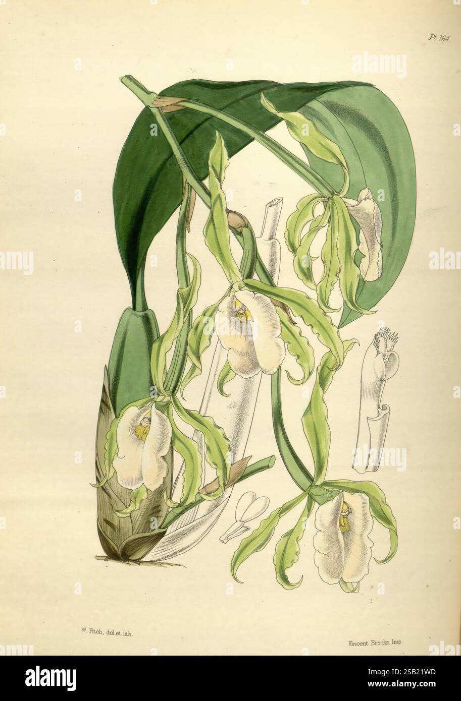 A second Century of Orchidaceous plants, Londres, L. Reeve & Co, 1867, orchidaceae, Un dessin botanique magnifiquement illustré mettant en valeur une espèce d'orchidée, caractérisée par ses délicates fleurs blanches et jaunes. Les détails complexes soulignent la forme et la texture uniques des pétales, ainsi que les feuilles vertes luxuriantes qui arquent gracieusement les fleurs. En outre, de faibles croquis d'autres parties de la plante, tels que des bourgeons et une vue latérale de la tige principale, peuvent être vus en arrière-plan, fournissant une vue complète de l'anatomie de la plante. L'illustration est marquée du nom de l'artiste, un Banque D'Images