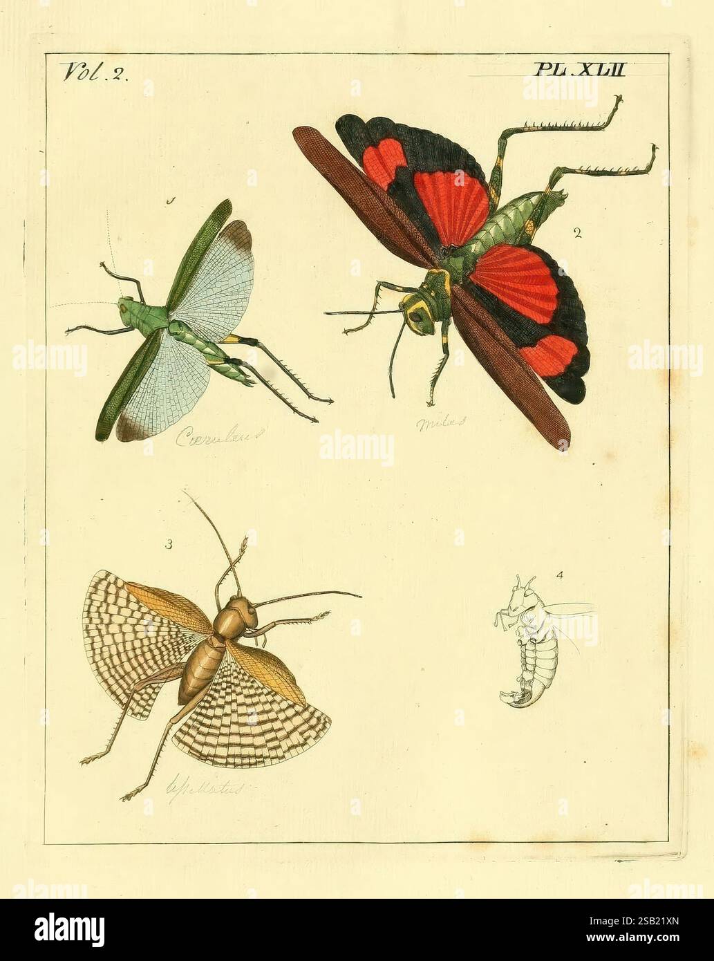Illustrations, de, naturel, histoire, Londres, imprimé, pour, auteur et, vendu, par, b, Blanc, 1770-82, insectes, éblouissant, diversité, Une illustration détaillée mettant en vedette une collection de divers insectes. Le coin supérieur gauche présente une sauterelle verte perchée sur une branche, étiquetée « Cacalia ». Adjacent en haut à droite, un papillon vibrant affiche des motifs d'ailes rouges et noires saisissants, identifiés comme « Morpho ». Ci-dessous, le coin inférieur gauche représente un papillon de nuit avec des ailes à motifs complexes, identifié comme 'Ephemera'. Enfin, le coin inférieur droit présente une petite forme larvaire, peut-être une chenille, illust Banque D'Images