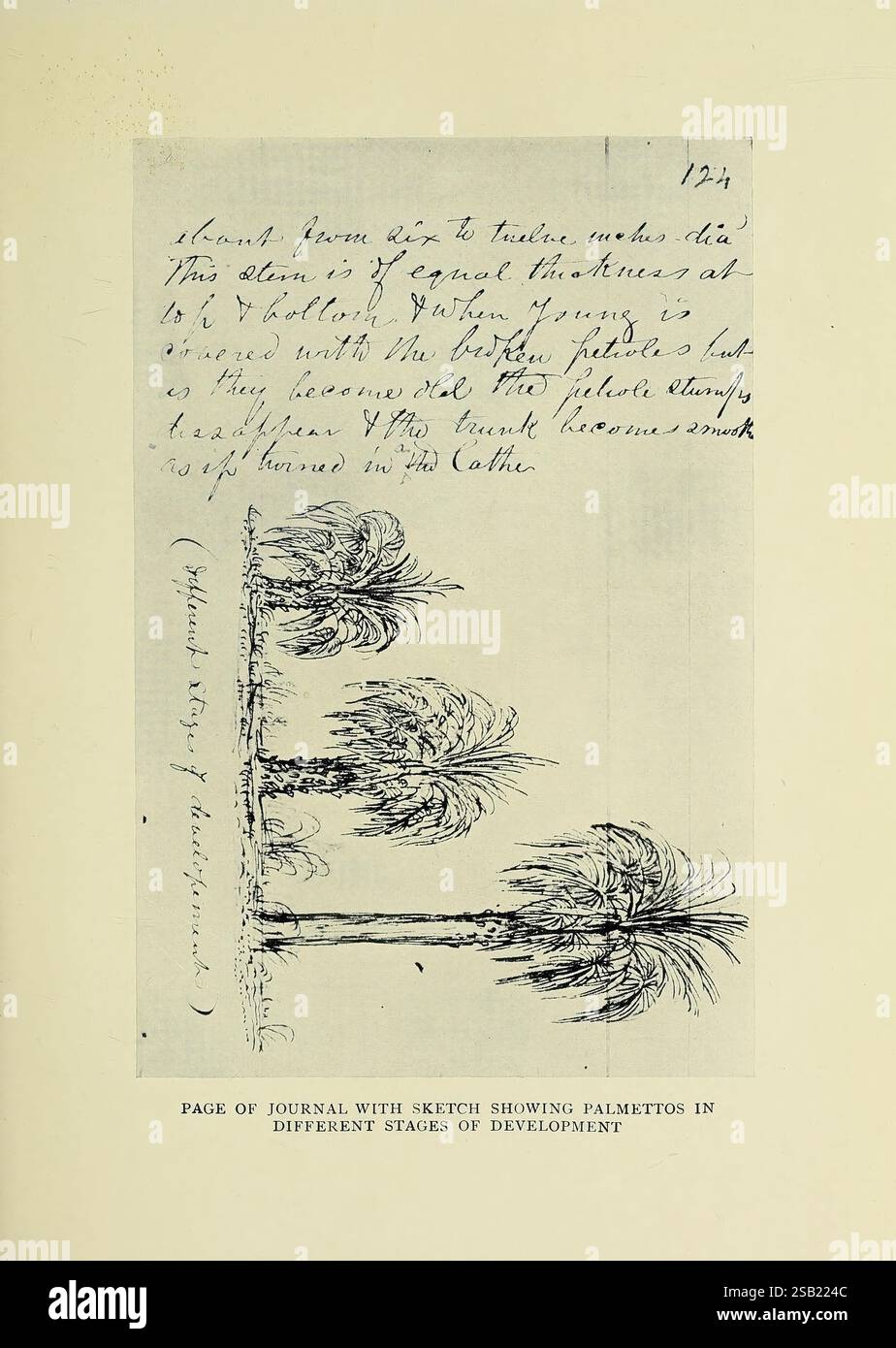 A mille miles Walk to the Gulf Boston, Houghton Mifflin Company, 1916., cette page présente un croquis dessiné à la main représentant des palmettes à différents stades de développement. À côté de l'illustration, il y a du texte manuscrit qui semble documenter des observations ou des expériences liées aux palmettos. Le croquis met en valeur les formes et les textures distinctes du feuillage, capturant la progression progressive des plantes au fur et à mesure de leur croissance. Les annotations donnent un aperçu des pensées et des découvertes de l'artiste, suggérant un lien avec la nature et l'étude de la croissance botanique. Banque D'Images