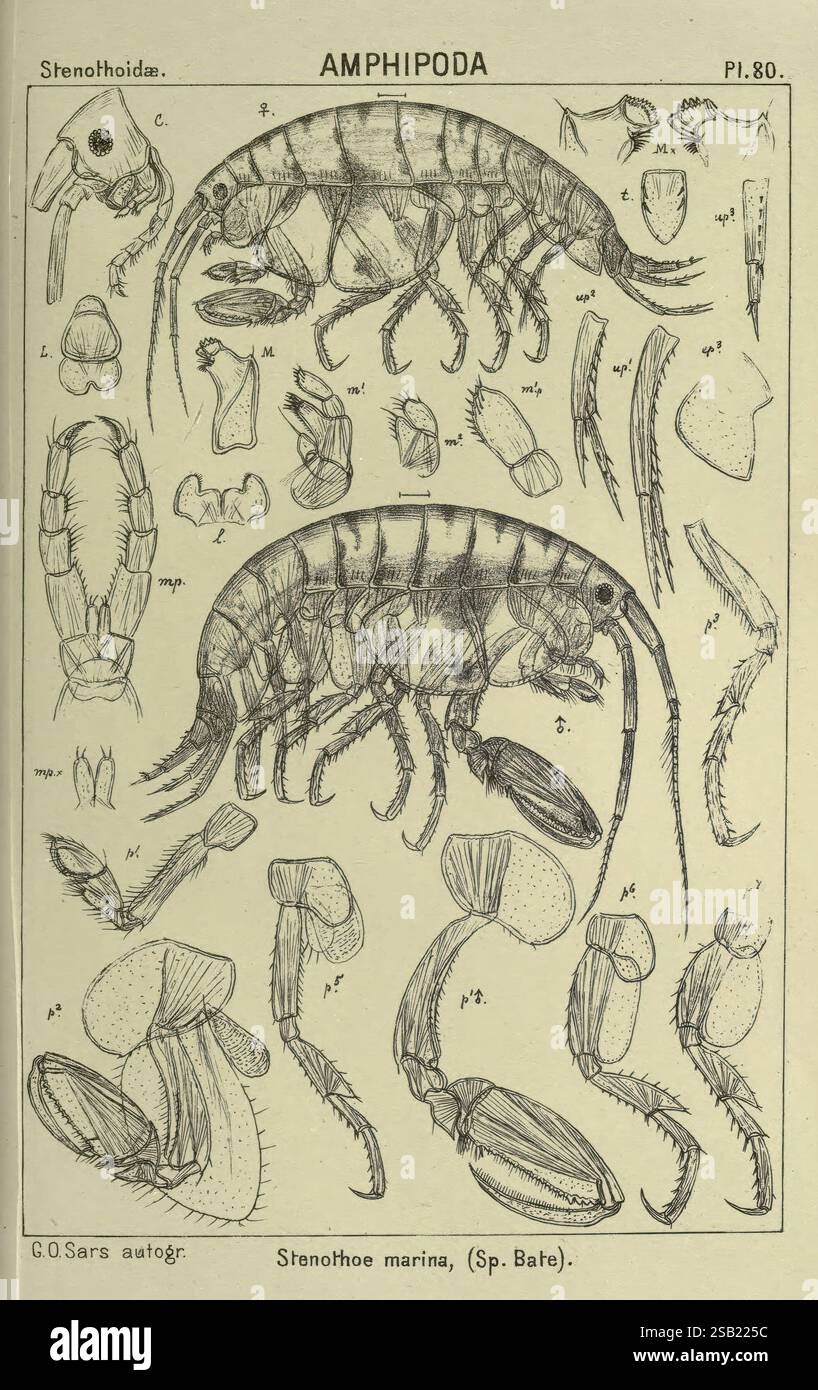 Un récit des crustacés de Norvège. v.1 Amphipoda (plaques) Christiania ...