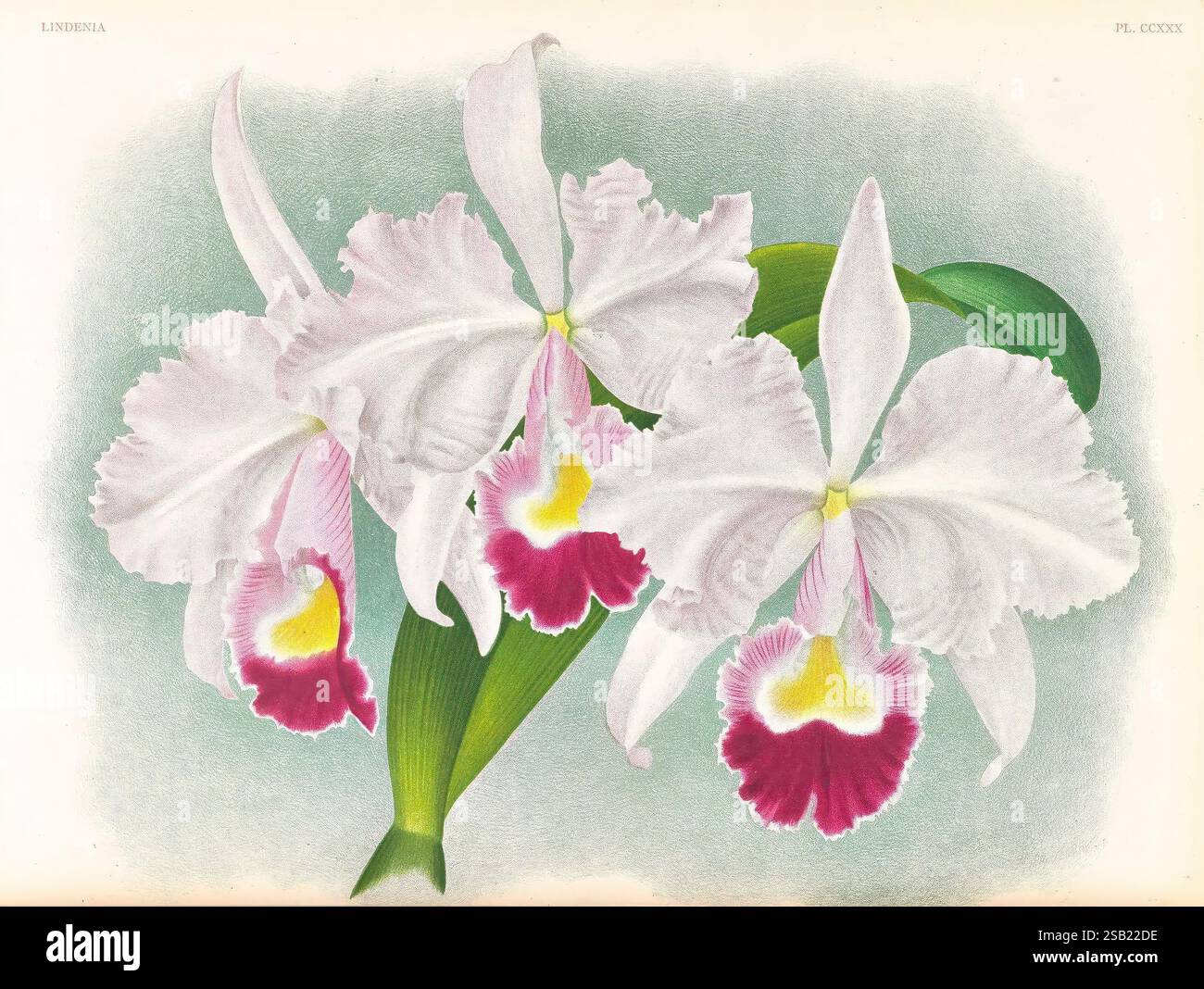 Lindenia, Gand [Belgique], Impr. F. Meyer-van Loo, 1885-1906, classification, guides, nomenclature, nomenclature populaire, Orchidaceae, orchidées, œuvres picturales, terminologie, Une composition étonnante de délicates fleurs d'orchidées, avec de grands pétales volants dans des tons de blanc avec des accents saisissants de magenta profond, jaune et des notes de vert. Les détails complexes de l'orchidée mettent en valeur la beauté de la nature, avec un feuillage luxuriant accompagnant gracieusement les fleurs vibrantes. Cette illustration capture l'élégance et la complexité de ces fleurs exquises, dégageant un sentiment de tranquillité Banque D'Images