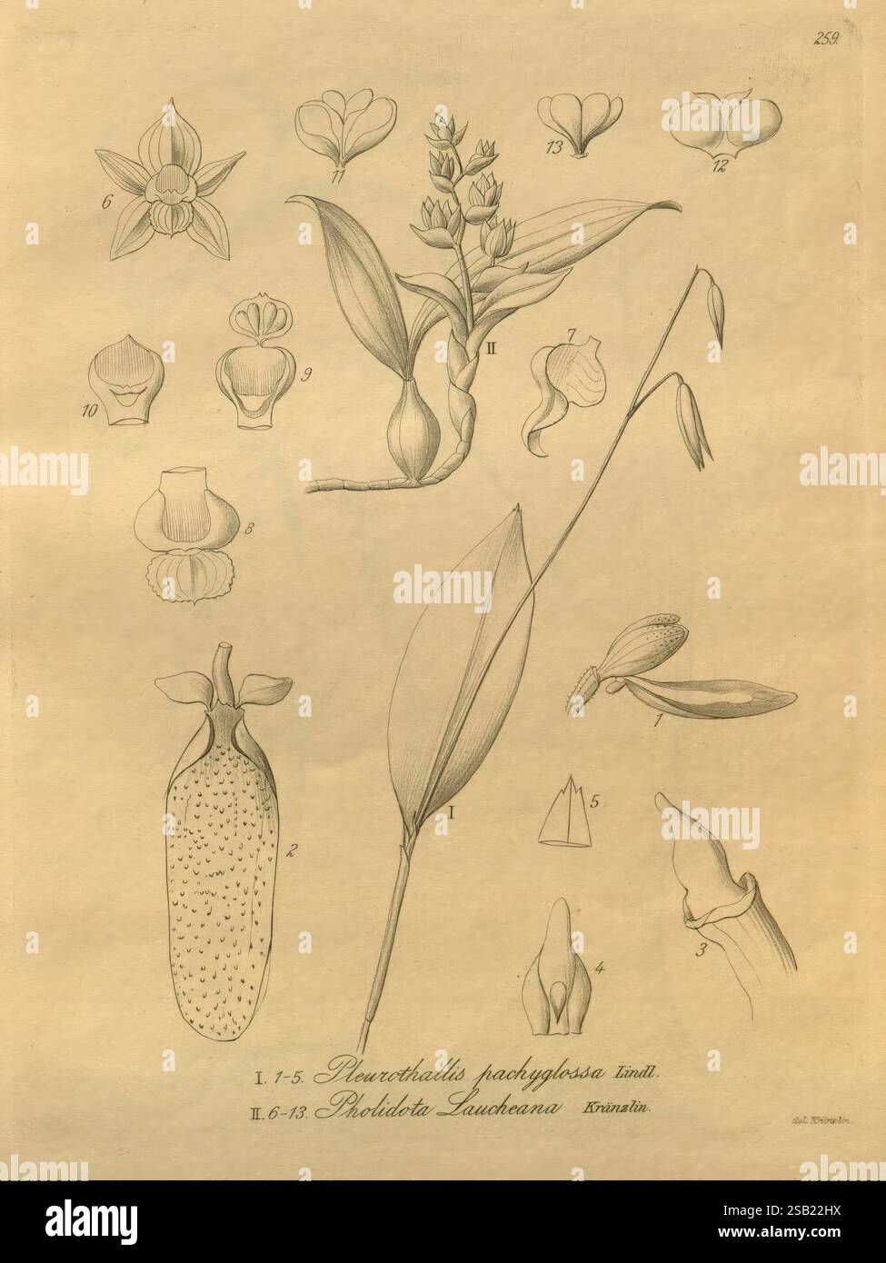 Xenia orchidacea, Leipzig, F.A. Brockhaus, 1858-1900., illustration botanique détaillée présentant diverses espèces d'orchidées. La composition comprend des représentations étiquetées de fleurs, de bourgeons et de feuilles, organisées systématiquement à des fins éducatives. Les entrées numérotées mettent en évidence des caractéristiques spécifiques, avec des descriptions pour chaque partie de la plante, telles que les formes et structures distinctives des fleurs, ainsi qu'une représentation des feuilles et des fruits en évidence. L'œuvre sert de référence scientifique, mélangeant l'art avec la précision botanique, idéal pour les études liées à la flore classifica Banque D'Images
