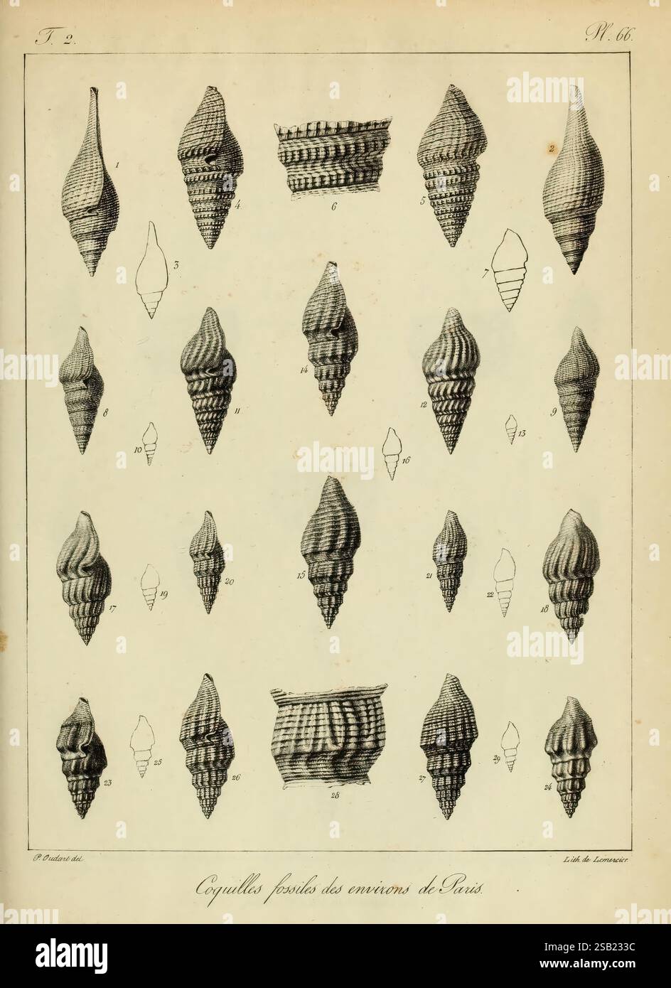 Description des coquilles fossiles des environs de Paris, Paris, L — free download