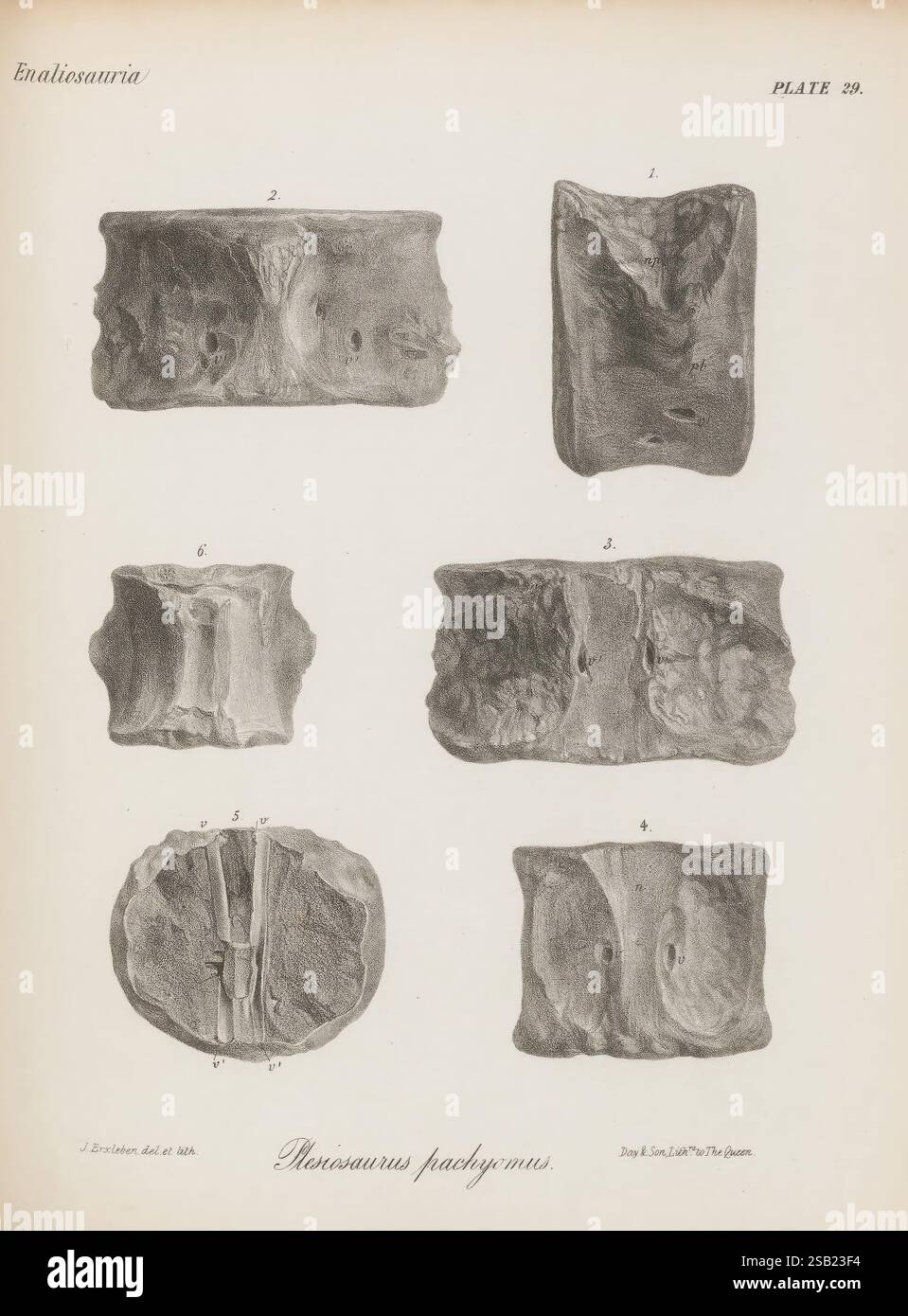 Planches histoire naturelle REPTILES. N 2 fossile