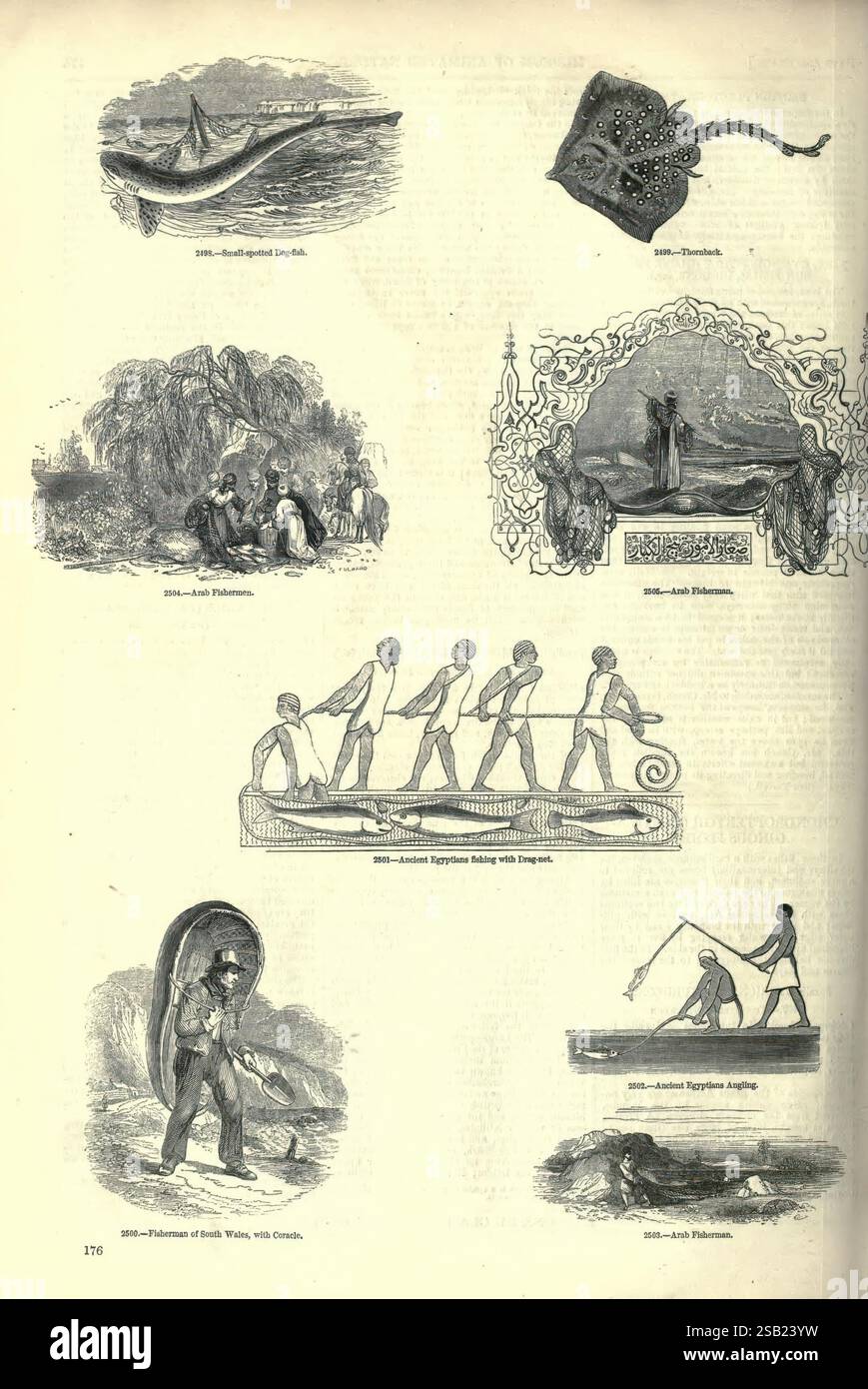 The Pictorial Museum of Animated nature London, C. Cox, [1844?]. Zoologie, œuvres picturales, la composition présente une collection d'illustrations représentant des scènes historiques et culturelles. En haut à gauche, une baleine majestueuse est représentée, montrant sa taille et sa grâce dans l'océan. Adjacent à lui, un rendu détaillé d'un calmar capture ses tentacules distinctifs et sa forme unique. En descendant, une scène égyptienne antique illustre le processus complexe de la pêche, mettant en évidence les pratiques traditionnelles avec des pêcheurs au travail, utilisant habilement leurs filets. La représentation d'un pharaon, probablement de Banque D'Images