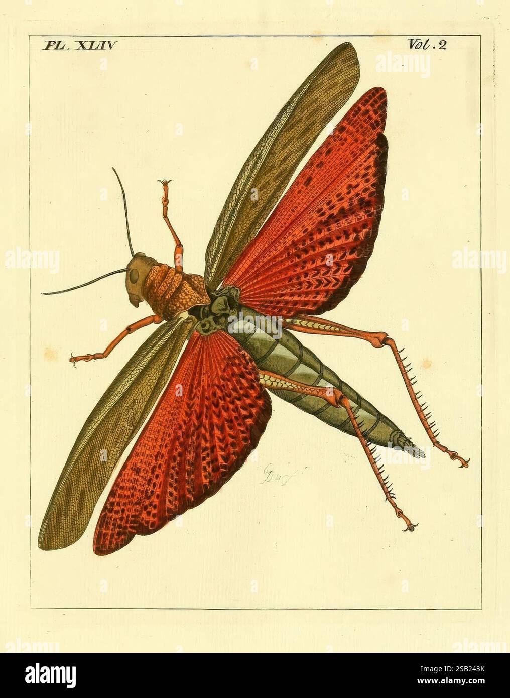 Illustrations of Natural History London, imprimées pour l'auteur et vendues par B. White, 1770-82 insectes, Une diversité éblouissante, Une illustration frappante d'une grande sauterelle détaillée, présentant des teintes vibrantes de rouge et d'orange sur ses ailes, contrastées par son corps vert. Le travail au trait complexe souligne la texture de l’exosquelette de l’insecte et les filaments délicats de ses antennes. La composition met en valeur les jambes robustes de la sauterelle, conçues pour des sauts puissants, tandis que ses ailes sont élégamment déployées, révélant un motif époustouflant qui améliore son attrait visuel. Accompagnant l'illustrati Banque D'Images