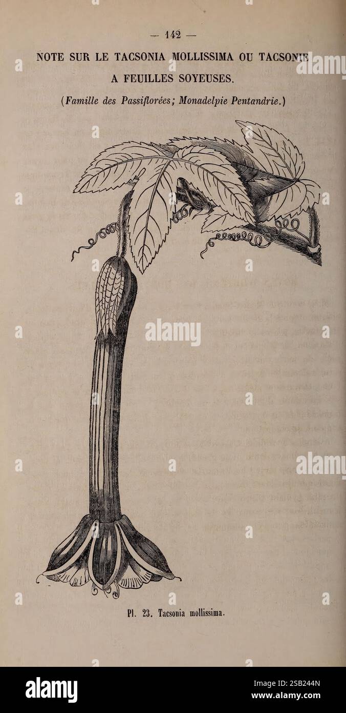 Belgique horticole. Liége, botanique, horticulture, périodiques, plantes Banque D'Images