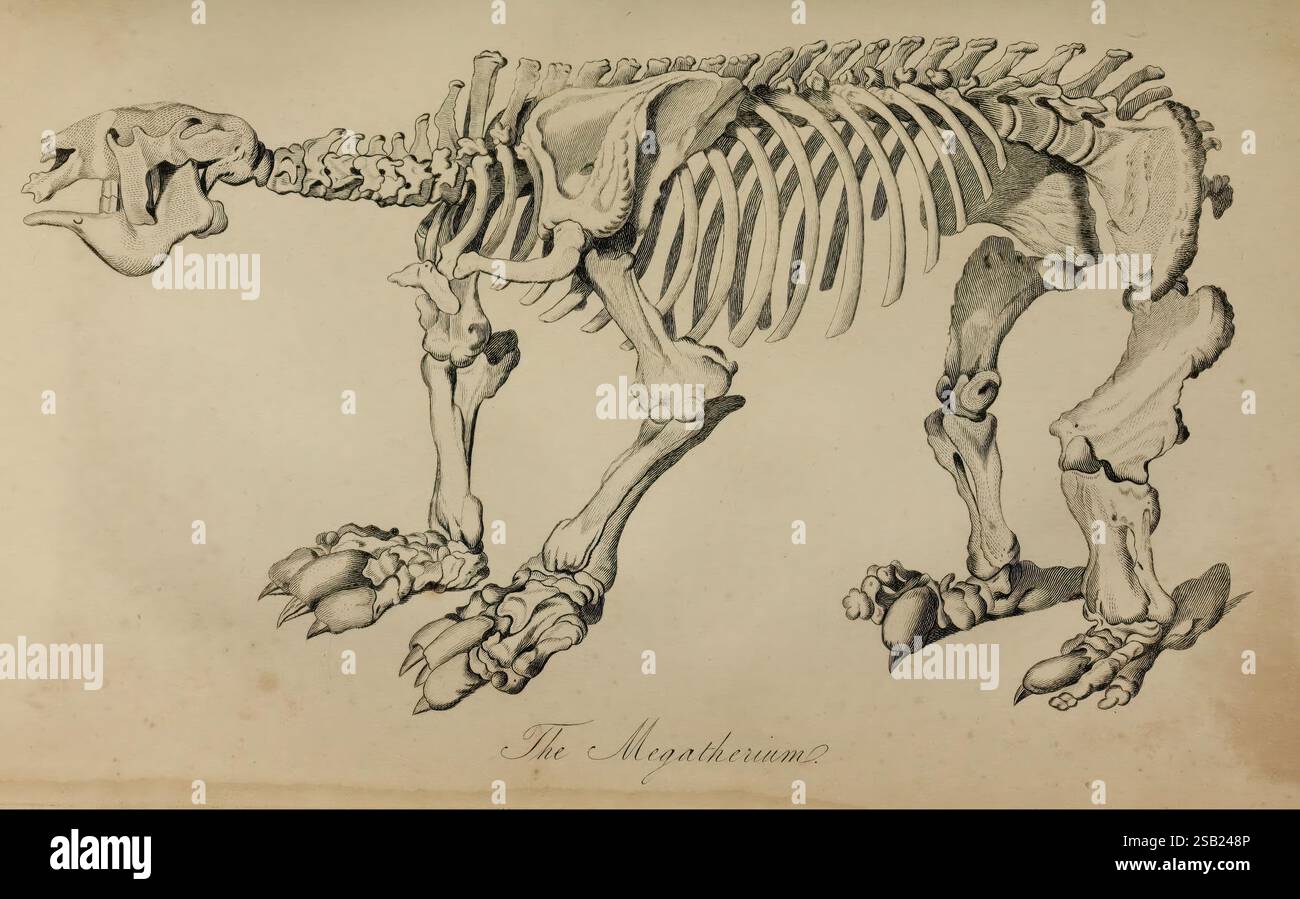 Le, fossile, restes, de, le, animal, Royaume, Londres, Whittaker, Treacher, 1830, paléontologie, fossile, histoires, couleur notre, collections, l'illustration représente une représentation anatomique détaillée d'un squelette animal, mettant en valeur la structure complexe de ses os. Le squelette est représenté dans une vue latérale, permettant un examen clair de la colonne vertébrale, de la cage thoracique et des composants des membres. Les caractéristiques notables comprennent le crâne allongé, la mâchoire proéminente et des griffes distinctes sur les membres antérieurs. En dessous de la représentation squelettique, le titre « The Megatherium » est inscrit, indiquant une connexion à t Banque D'Images