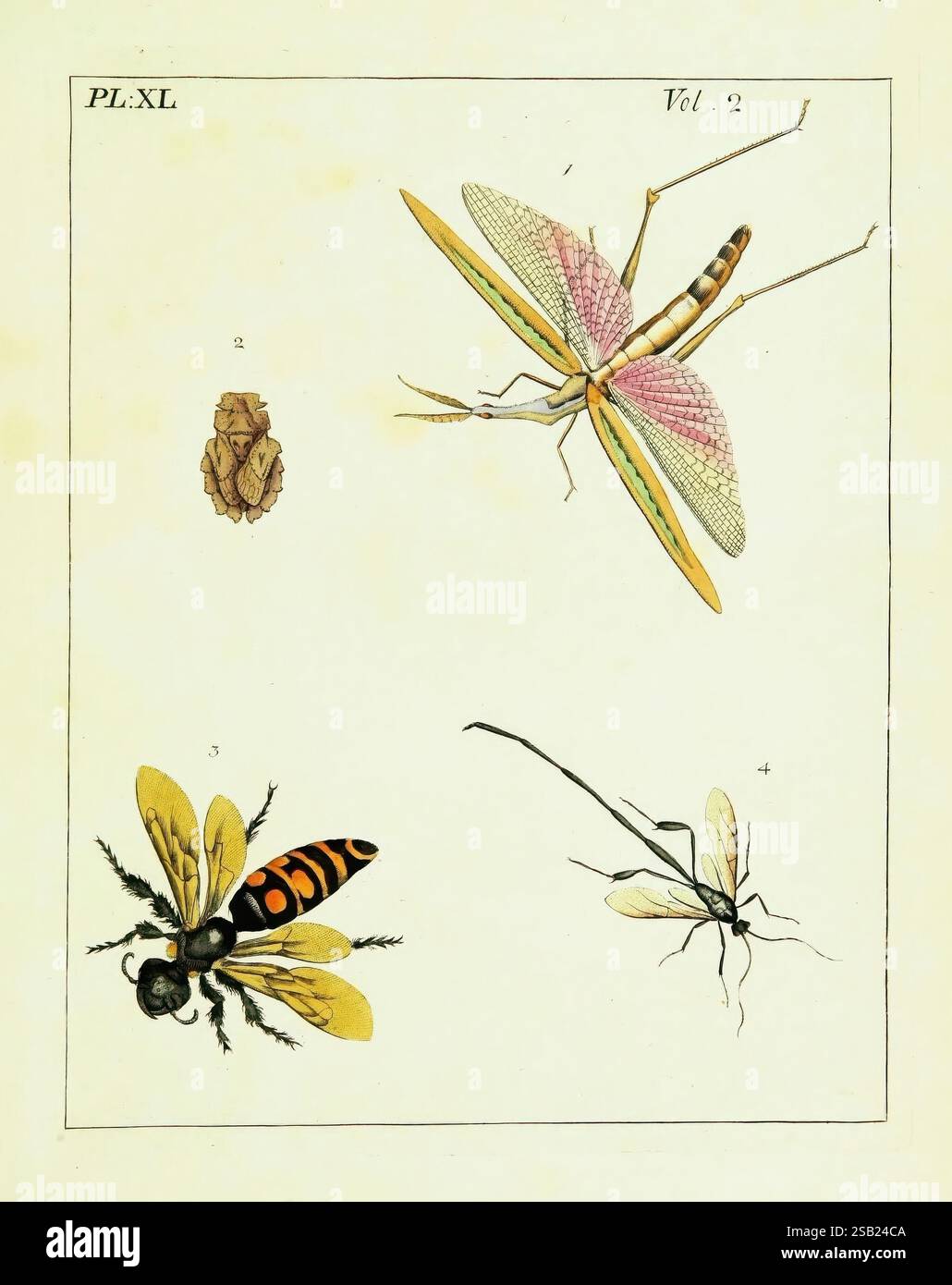 Illustrations of Natural History, Londres, imprimées pour l'auteur et vendues par B. White, 1770-82, Entomology., cette illustration présente quatre insectes distincts, chacun présenté avec des détails complexes. Le coin supérieur gauche présente une représentation stylisée d'un coléoptère, caractérisé par son corps robuste et sa carapace texturée. Adjacent à elle en haut à droite se trouve une sauterelle, remarquable par son corps allongé, ses grandes ailes avec des marques vibrantes et ses pattes minces, qui suggèrent l'agilité. Le bas à gauche présente une guêpe saisissante, se distinguant par son abdomen rayé noir et orange et ses ailes délicates, capturant le Banque D'Images