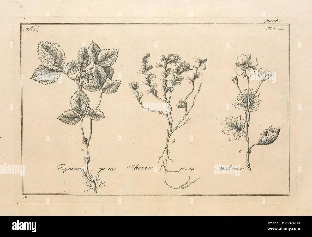 L'histoire naturelle de la Norvège, Londres, imprimé pour A. Linde, 1755, Norvège, histoire naturelle, l'illustration présente une étude botanique montrant trois plantes distinctes, chacune étiquetée avec des indicateurs numériques. La première plante, représentée en haut, présente une tige fleurie avec de larges feuilles et des grappes de fleurs. Le second, positionné au milieu, présente un arrangement plus complexe avec des fleurs en bourgeonnement et des feuilles plus petites, suggérant un stade de développement. La troisième plante, située en bas, affiche une structure délicate avec des feuilles allongées et une fleur proéminente, soulignant Banque D'Images