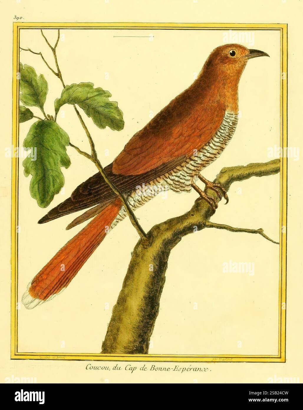 Planches enluminées d'histoire naturelle, Paris ?, s.n,1765-1783?, oiseaux, zoologie, œuvres picturales, Cuculus canorus., Un oiseau magnifiquement illustré perché sur une branche, présentant un riche plumage brun rougeâtre avec des motifs complexes le long de ses ailes et de son ventre. L'oiseau a une longue queue gracieuse et une position distincte et élégante. Son œil est vif et alerte, suggérant une présence vigilante dans son habitat naturel. A proximité, une feuille verte d'un chêne ajoute une touche de dynamisme à la composition, améliorant le contraste global des couleurs. L'étiquette en bas identifie l'espèce, faisant allusion à son origine Banque D'Images