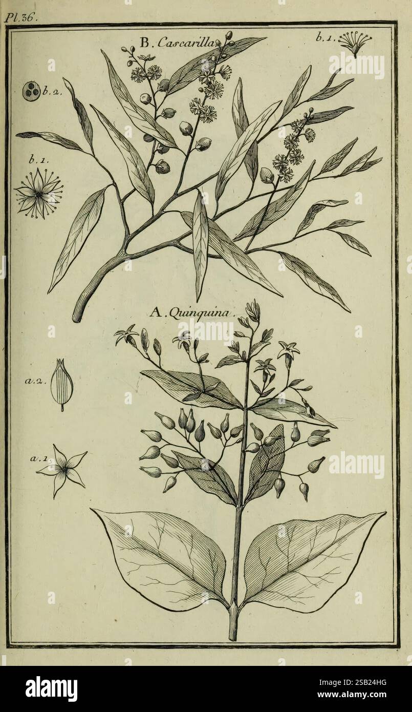 Vertus et usages de sept cents dix-neuf plantes, Paris, P.F. Didot le jeune, 1767, France, plantes médicinales, Materia Medica, œuvres picturales, Quinquina, Cascarilla, l'illustration présente deux spécimens botaniques : la partie supérieure présente B. Cascarillas, représenté avec des feuilles allongées et de petits grappes de baies, accompagné d'annotations botaniques détaillées soulignant ses caractéristiques. Au-dessous, il y a A. Quinquina, illustré avec des feuilles plus larges et divers stades de développement des fleurs et des fruits, également annoté pour l'identification. Autour des plantes sont des détails supplémentaires Banque D'Images