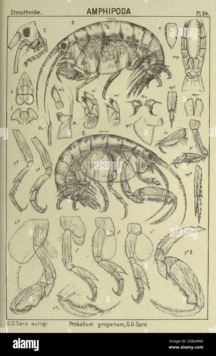 Un récit des crustacés de Norvège. v.1 Amphipoda (plaques) Christiania ...