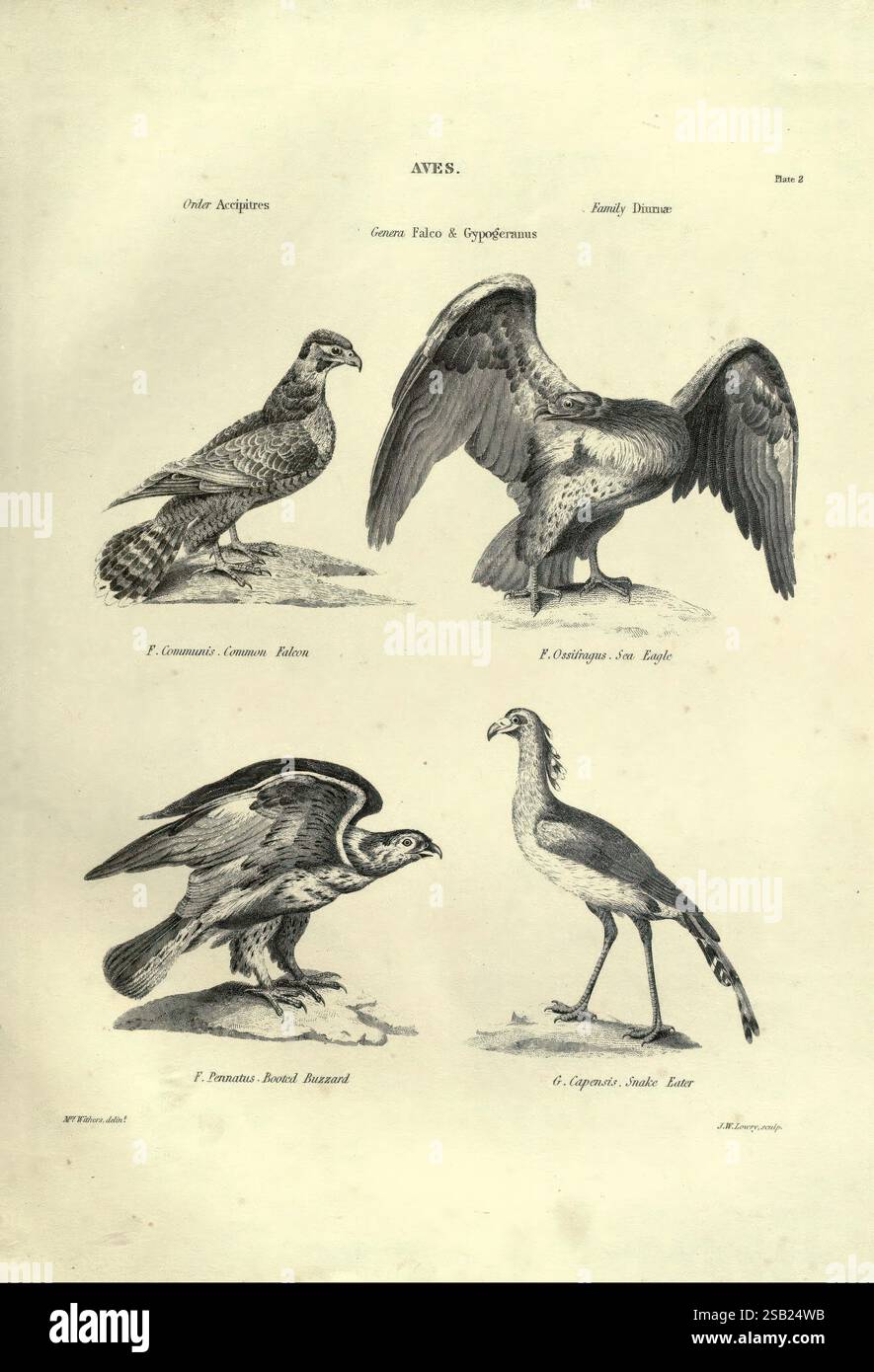 Illustrations of Zoology, Glasgow, John Joseph Griffin and Co, 1851, œuvres picturales, zoologie, Une illustration détaillée présentant diverses espèces d'oiseaux de l'ordre des Accipitriformes, communément appelés rapaces. En haut à gauche, la Buzzard commune est représentée, reconnue pour son corps robuste et ses larges ailes. Adjacent à lui se trouve le majestueux Sea Eagle, caractérisé par sa grande taille et son plumage saisissant. En dessous de ceux-ci, l'image montre l'aigle brésilien, remarquable pour ses marques distinctives et sa construction puissante. Enfin, l'illustration présente l'aigle serpent, avec un regard pointu, prêt à showc Banque D'Images
