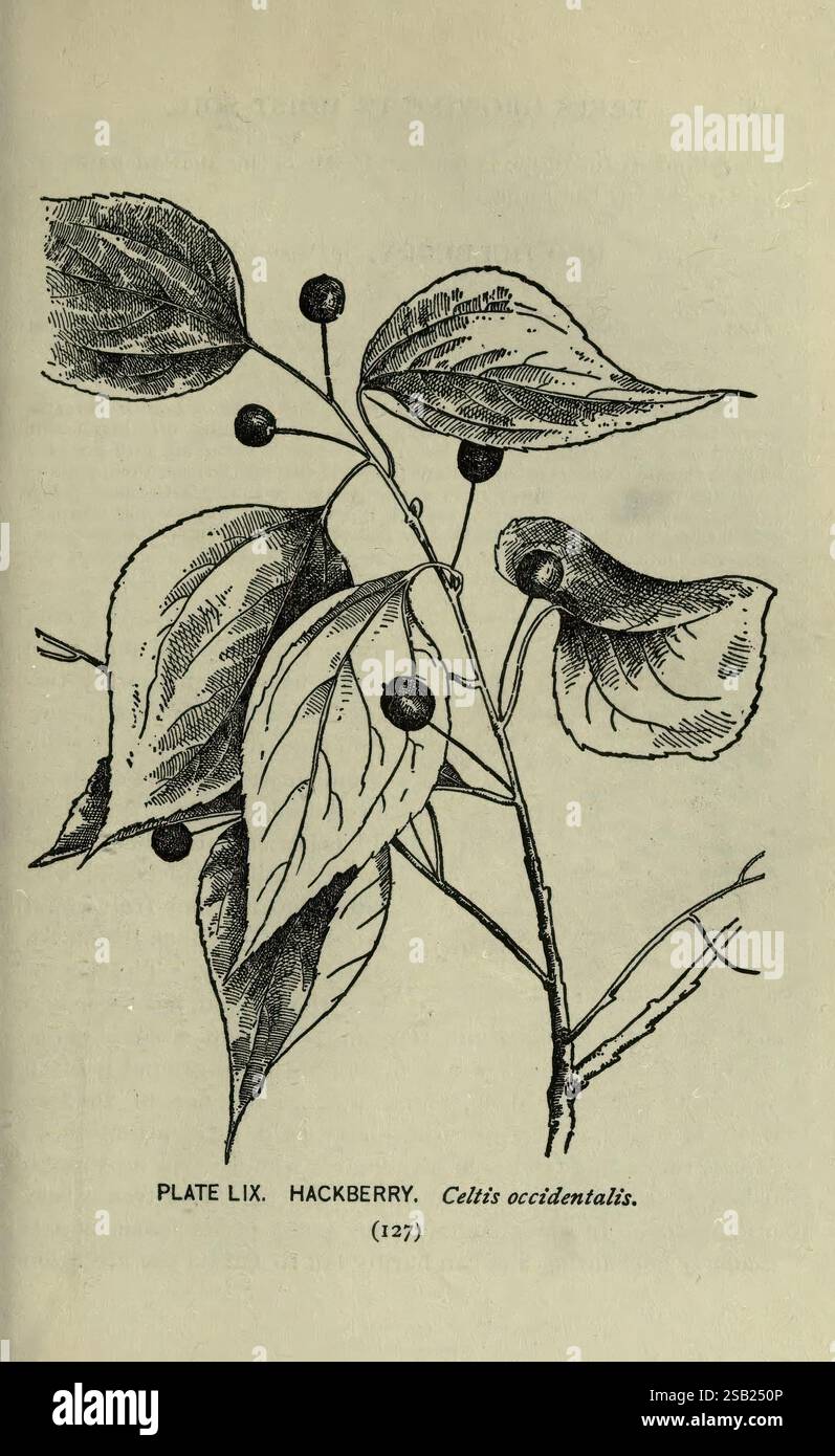 A guide to the Trees, New York, F.A. Stokes [c1900], Trees, États-Unis ...