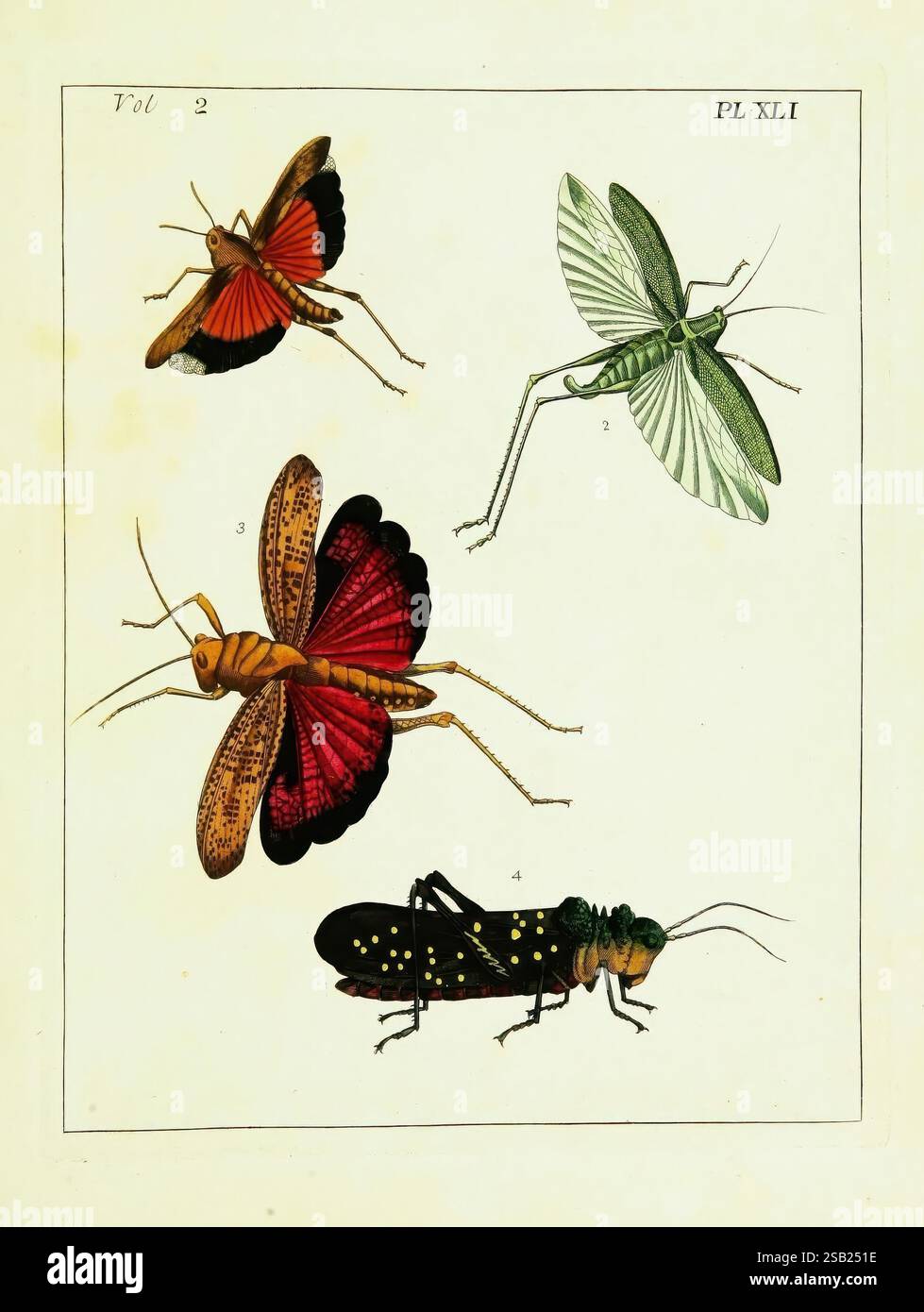 Illustrations of Natural History, Londres, imprimée pour l'auteur et vendue par B. White, 1770-82, Entomology, l'illustration présente une collection de quatre insectes distincts, chacun méticuleusement détaillé et numéroté. Le coin supérieur gauche présente un papillon vibrant avec des ailes rouges et noires frappantes, rayonnant d'élégance dans sa forme délicate. À côté de lui, une sauterelle verte est représentée, son corps élancé et ses longues pattes soulignant clairement sa nature bondissante. Ci-dessous, une sauterelle doseuse affiche des couleurs rouge et noir vives, mettant en valeur ses ailes magnifiquement décorées. Enfin, le coin inférieur droit présente un Banque D'Images