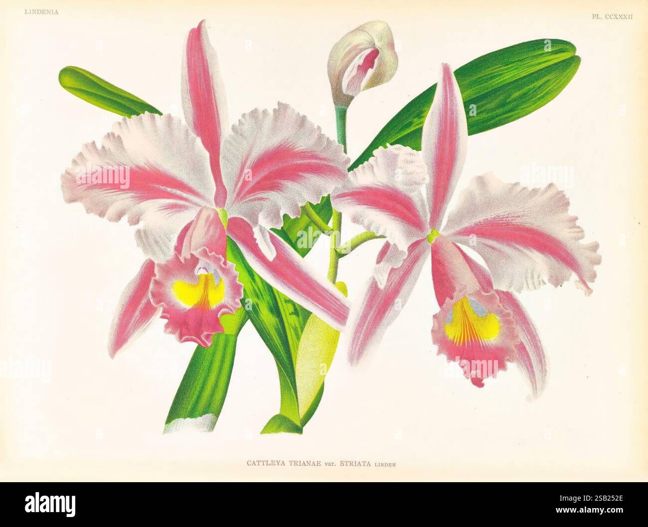 Lindenia, Gand [Belgique], Impr. F. Meyer-van Loo, 1885-1906, classification, guides, nomenclature, nomenclature populaire, Orchidaceae, orchidées, œuvres picturales, terminologie, cette œuvre présente un arrangement délicat d'orchidées Cattleya, mettant en valeur leurs élégants pétales roses et blancs ornés de bords volants. Les fleurs présentent des marques jaunes frappantes au centre, ajoutant une touche de dynamisme à leurs teintes douces. Autour des fleurs sont des feuilles vertes luxuriantes, offrant une toile de fond riche qui améliore l'attrait visuel de la composition. Les détails complexes du Banque D'Images