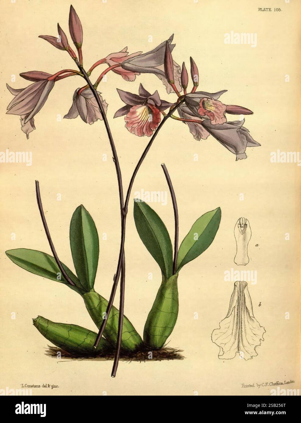 Jardin de fleurs de Paxton Londres Bradbury et Evans 1850-1853 Louis Aristide Léon Constans, Une étude botanique magnifiquement illustrée mettant en vedette une paire de fleurs d'orchidée élégantes. Les orchidées présentent des pétales délicats dans les tons de rose pâle et de lavande, avec des détails complexes dans leur structure. Sous les fleurs principales, deux larges feuilles vertes émergent d'une base bulbeuse, offrant un contraste saisissant avec les fleurs ci-dessus. En vedette à côté de la représentation principale est un dessin plus petit et détaillé de l'anatomie de la fleur - y compris une main pour l'échelle - mettant en évidence les textures et les formes complexes. Le composit Banque D'Images