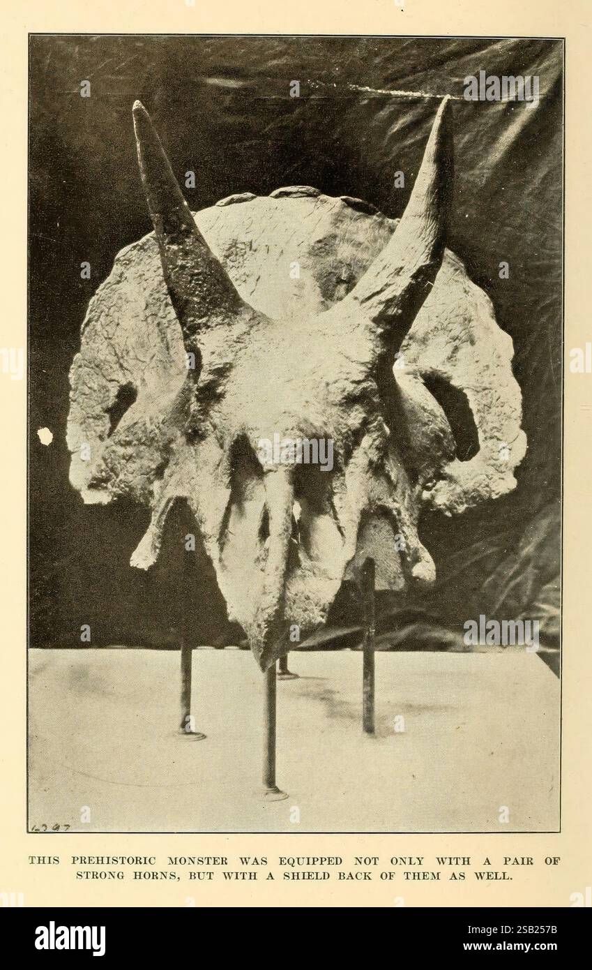 The Human Side of Animals, New York, Frederick A. Stokes Company, [c1918]. Comportement animal de dinosaure, l'image montre le crâne d'une créature préhistorique, caractérisé par ses cornes allongées proéminentes et une structure large et plate. Le crâne est positionné à la verticale, mettant en valeur les détails complexes de la structure osseuse, y compris les textures et les contours qui définissent sa forme unique. Deux supports maintiennent le crâne en place, soulignant son importance dans l'étude paléontologique. Une légende indique que ce spécimen fournit un aperçu des caractéristiques et des adaptations de l'ancien Banque D'Images