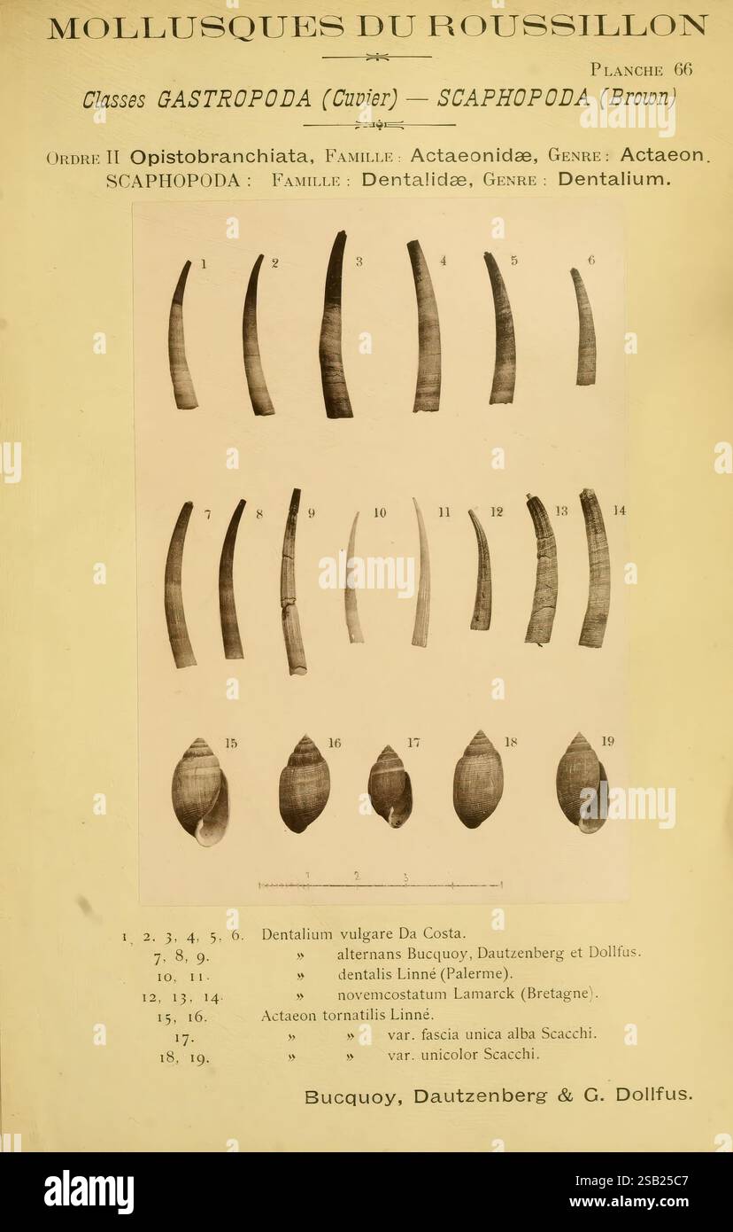 Les mollusques marins du Roussillon Paris, J.-B. Baillière, [1882]-[1898] France mollusques de la province de Roussillon, l'illustration montre une disposition détaillée de diverses espèces au sein de la classe Gastropoda, en se concentrant spécifiquement sur la sous-classe Scaphopoda. Chaque spécimen est étiqueté avec un numéro d'identification unique, correspondant à sa nomenclature scientifique. La représentation visuelle met en évidence les différences structurelles dans les coquilles de ces organismes marins, soulignant leurs formes allongées et leurs caractéristiques distinctives. Accompagnant les images sont des références aux auteurs Bucquoy, Dautzen Banque D'Images