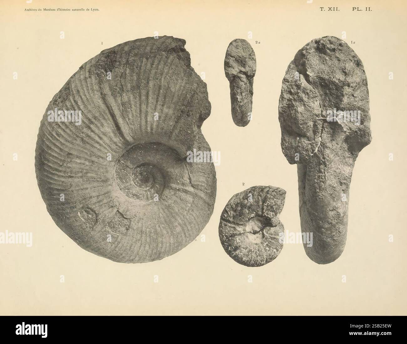 Fossile Ammonite Naturelle Calycoceras Du Maroc - 11-13 Cm - Idée Cadeau Originale, Matériel Pédagogique - Pièce Unique Préhistorique