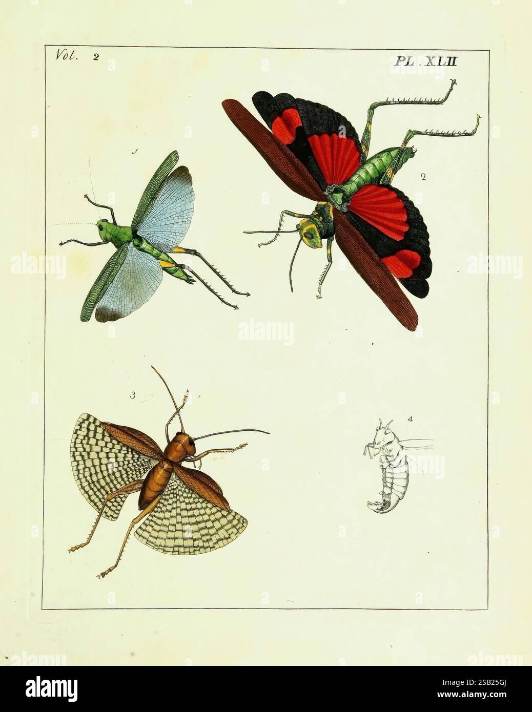 Illustrations, de, naturel, histoire, Londres, imprimé, pour, auteur et, vendu, par, b, Blanc, 1770-82, entomologie., l'illustration présente une collection de quatre insectes distincts, chacun étiqueté avec un numéro unique. Le coin supérieur gauche présente une sauterelle verte, caractérisée par ses longues antennes et ses ailes vibrantes. Adjacent à lui, le coin supérieur droit présente un papillon frappant avec des motifs complexes de rouge et noir sur ses ailes. Ci-dessous, la partie inférieure gauche représente un insecte avec de grandes ailes en forme de filet, ressemblant à un papillon de nuit ou à un lacet, tandis que la partie inférieure droite présente un esprit d'insecte plus petit et allongé Banque D'Images