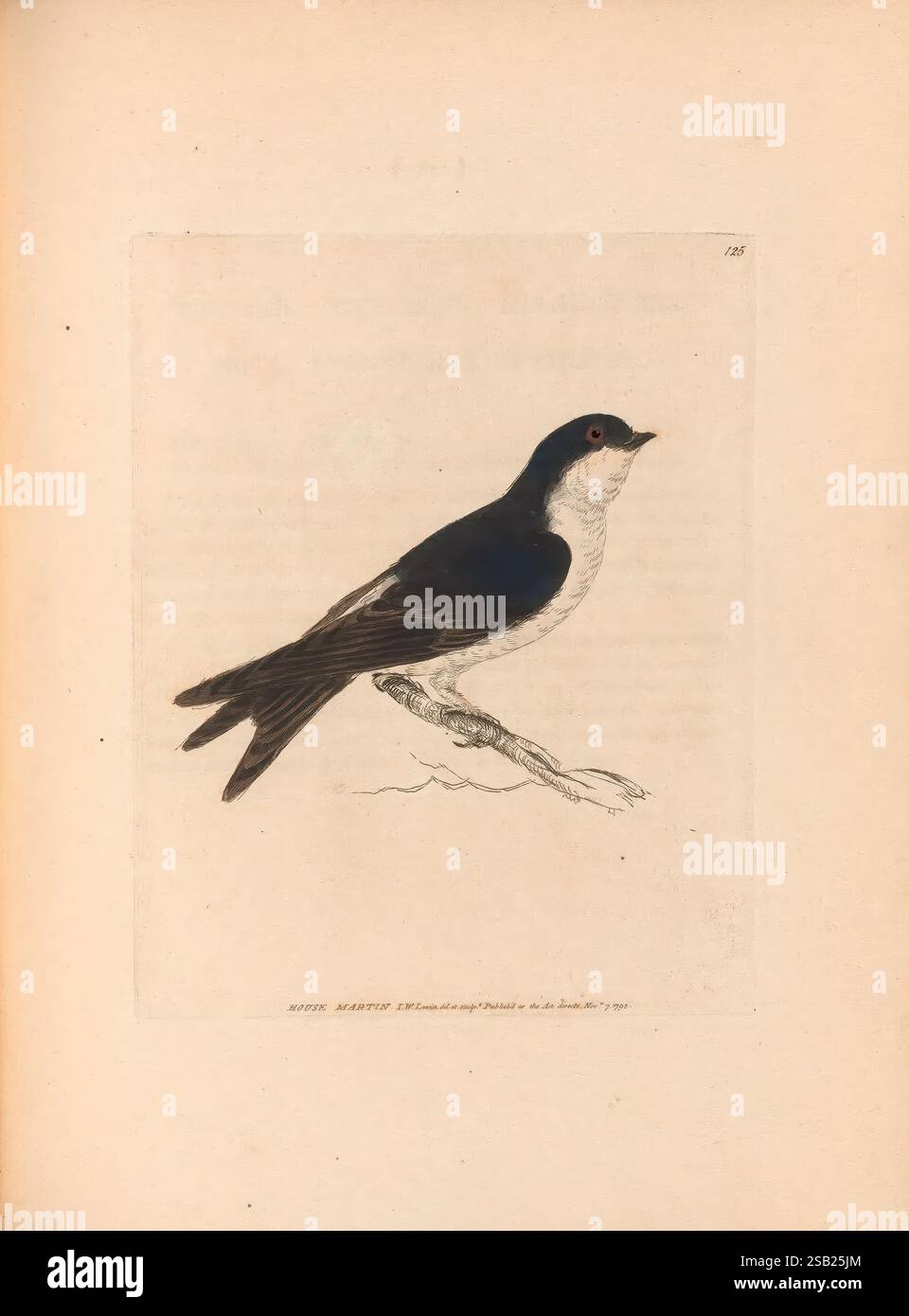 Les oiseaux de Grande-Bretagne, 1795-1801, musée de zoologie comparée, illustration détaillée d'un oiseau représenté de profil, mettant en valeur ses caractéristiques et son plumage distincts. L'oiseau a un corps mince, avec une couronne noire proéminente et le dos, passant à un dessous de ventre plus léger. Ses ailes sont élégamment déployées, révélant des motifs de plumes complexes. L'œil est mis en évidence par un iris rouge vif, attirant l'attention sur son regard pointu. Cette représentation capte l'essence de l'espèce, en mettant l'accent sur sa grâce et sa forme. Le texte environnant ajoute du contexte, tandis qu'une bordure ornée améliore le a global Banque D'Images