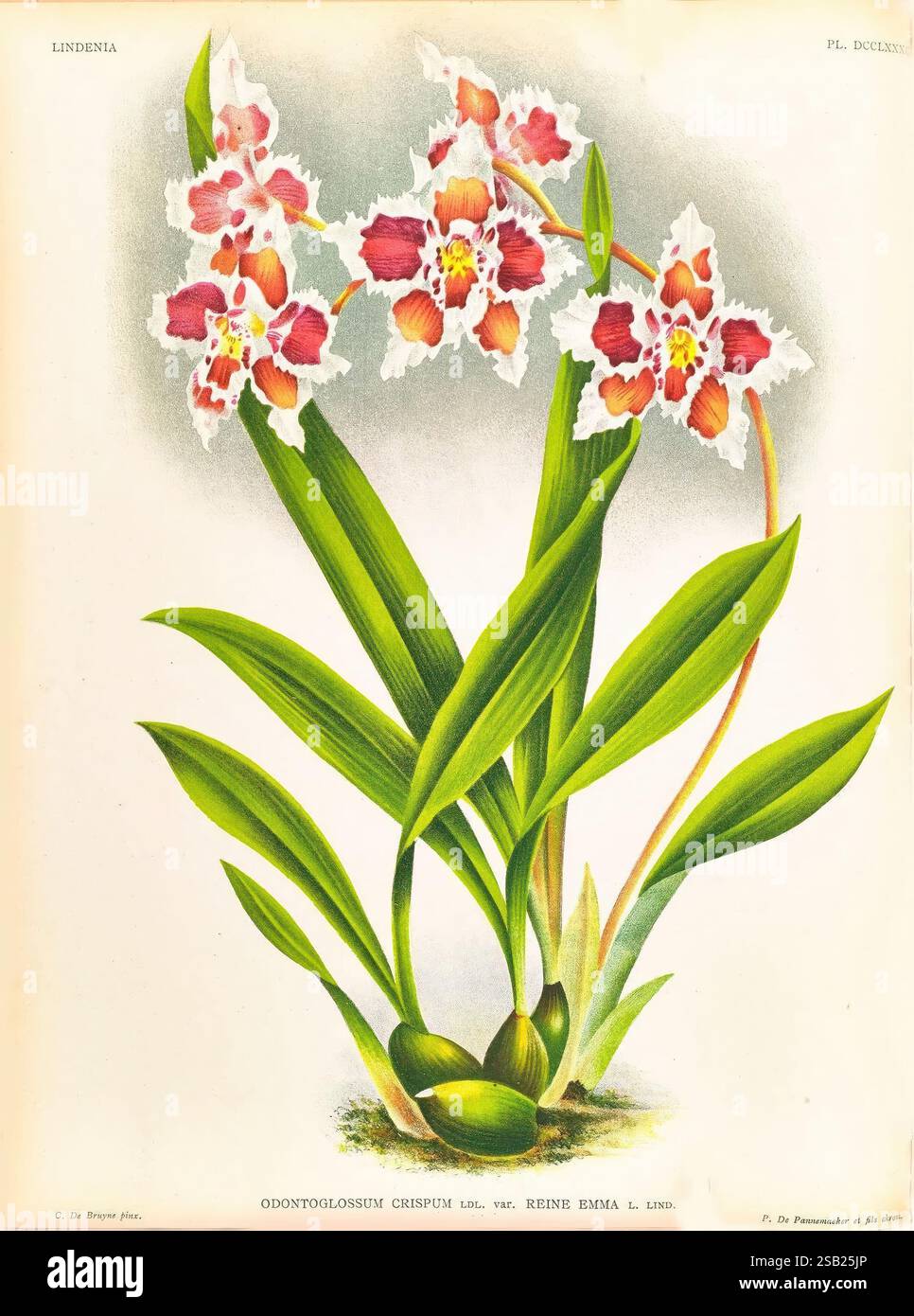 Lindenia, Gand [Belgique], Impr. F. Meyer-van Loo, 1885-1906. classification, guides, identification, nomenclature, nomenclature populaire, Orchidaceae, orchidées, œuvres picturales, terminologie, Une représentation vibrante d'une variété d'orchidée d'Odontoglossum crispum connue sous le nom de Reine Emma. L'illustration présente des fleurs saisissantes avec des motifs complexes dans des tons de rose et de blanc, sertis sur des feuilles vertes luxuriantes. La plante est montrée dans une pose naturelle, soulignant sa forme gracieuse, avec plusieurs fleurs émergeant de tiges proéminentes. La composition globale souligne la beauté et le détail de cet exquis Banque D'Images
