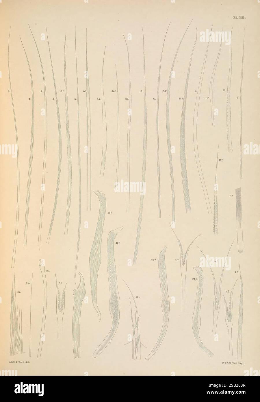 Une monographie des annélides marines britanniques Londres, The Ray Society, 1873/1900-1922/23, Annalida, Grande-Bretagne, Nemertea, Polychète, Worms, l'image présente une série de dessins au trait détaillés mettant en valeur diverses formes allongées, représentant probablement différentes espèces de tiges végétales ou de structures fines telles que des poils ou des fibres. Chaque formulaire est étiqueté avec un numéro, indiquant des références ou des observations spécifiques liées à leurs caractéristiques ou classifications. Le dessin souligne les qualités délicates et complexes des sujets, mettant en évidence les variations de courbure, d'épaisseur et de surcroît Banque D'Images