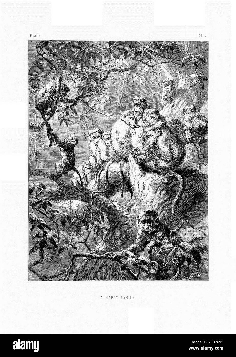 La vie et les habitudes des animaux sauvages, Londres, A. Macmillan, 1874, oiseaux, comportement animal comportement, Une scène animée représente un groupe de singes perchés sur et autour d'un tronc d'arbre noueux, mettant en valeur leur communauté soudée. Au premier plan, plusieurs singes sont confortablement nichés ensemble, s'engageant dans le toilettage et des interactions ludiques. Il y en a d'autres qui se balancent des branches et observent le groupe, ajoutant un sentiment de mouvement et une énergie vive. Le feuillage environnant offre une toile de fond naturelle, mettant l’accent sur l’habitat des singes. Cette illustration capture un moment de lien familial et de came Banque D'Images