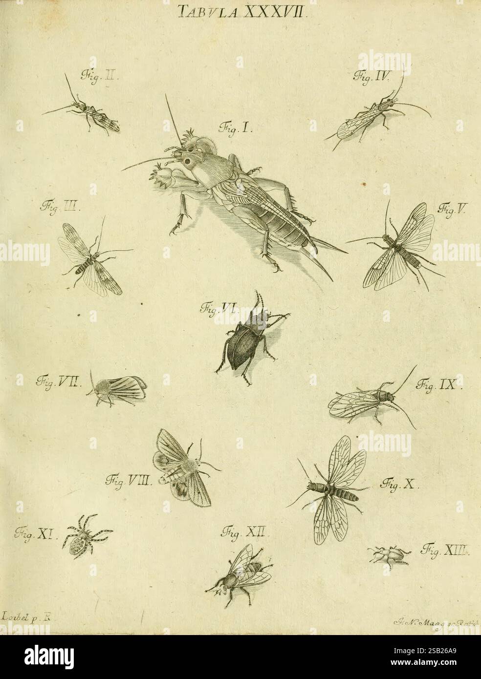 Iacobi Christiani Schaefferi Icones insectorum circa Ratisbonam Ratisbonae Typis Zeitlerianis 1791 Allemagne insectes Regensburg Arthropoda Pictorial Works Woods Hole, Une illustration détaillée montrant diverses espèces d'insectes étiquetées avec leurs figures respectives de I à XII la figure centrale, représentée bien en évidence, semble être une grande sauterelle ou un cricket, entourée de petites représentations de mouches, de coléoptères et d'autres insectes. Chaque insecte est méticuleusement dessiné, révélant des caractéristiques distinctes telles que des ailes, des antennes et des segments de corps. L'arrangement est méthodique, avec chaque figure c Banque D'Images