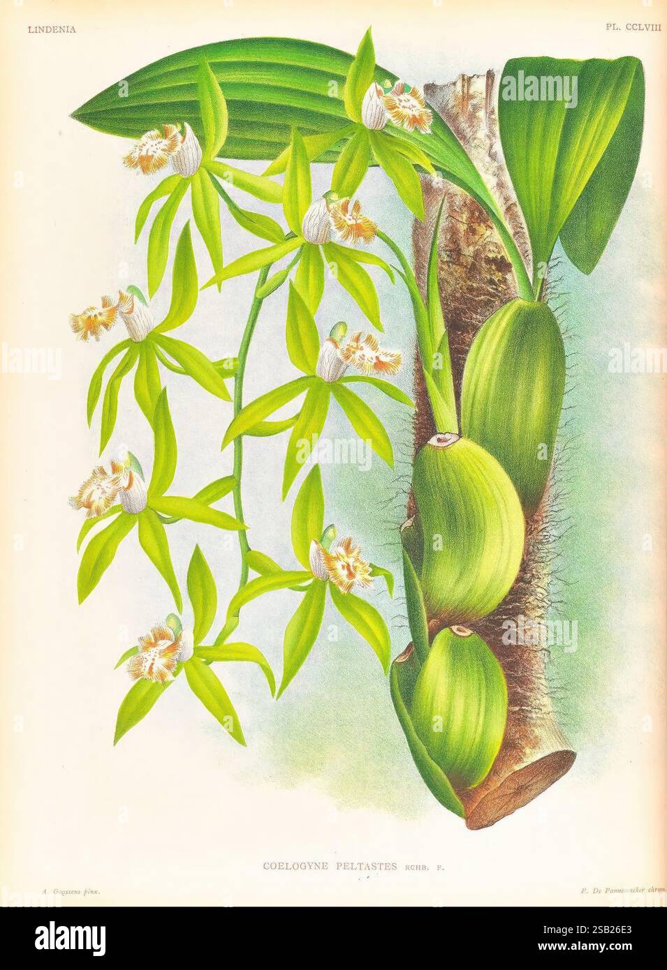 Lindenia, Gand [Belgique], Impr. F. Meyer-van Loo, 1885-1906, classification, guides, nomenclature, nomenclature populaire, Orchidaceae, orchidées, œuvres picturales, terminologie, Une illustration botanique met en valeur l'orchidée Coelogyne peltatae, caractérisée par ses feuilles allongées en forme de bandes et ses grappes de délicates fleurs blanches et jaunes. Les pseudobulbes de la plante sont représentés dans une teinte verdâtre, offrant un contraste avec les fleurs vibrantes. Les détails complexes soulignent la structure unique des feuilles et la disposition des fleurs, soulignant le beau naturel de la plante Banque D'Images